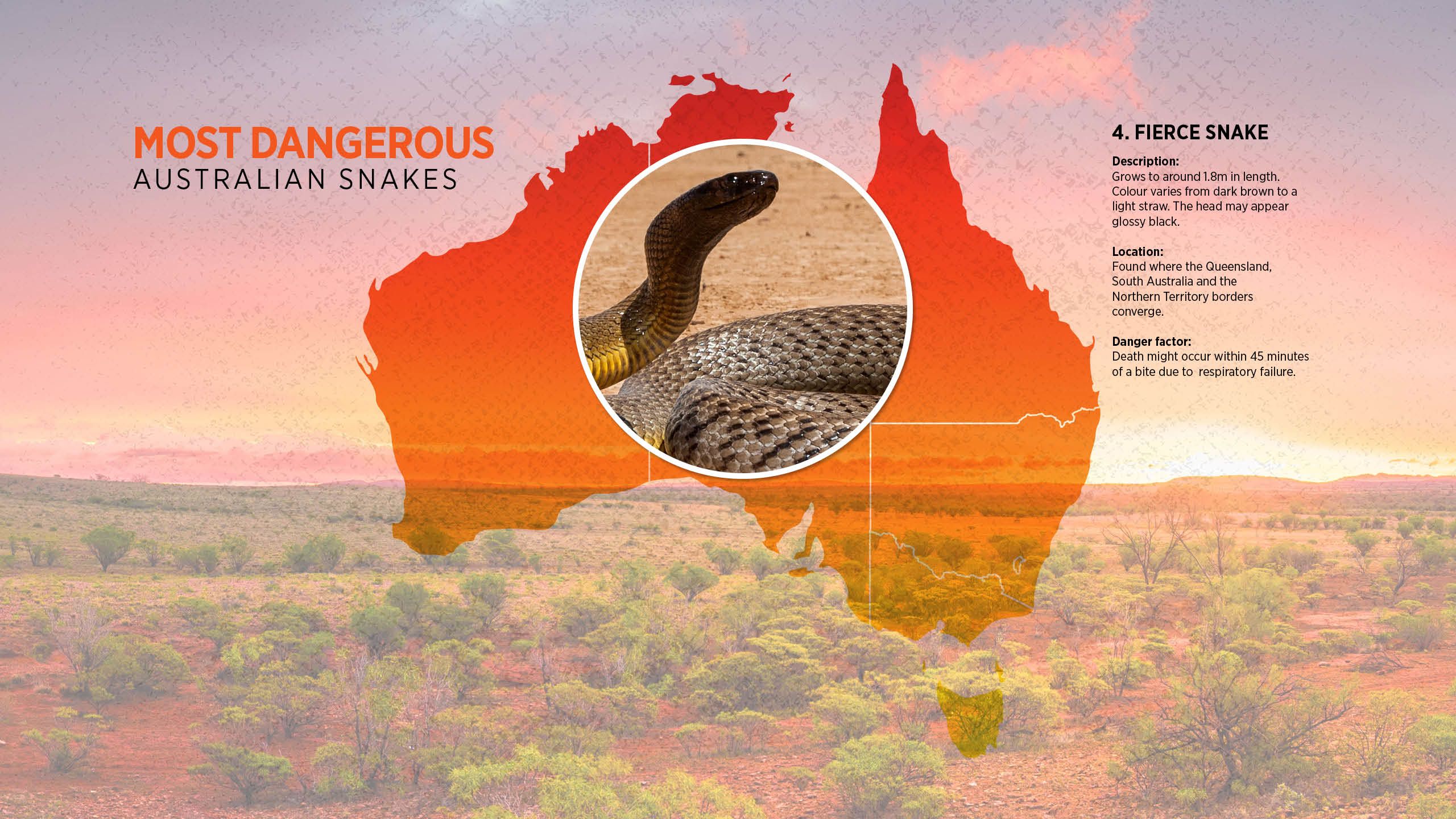 Australia's deadliest snakes infographic: 4. FIERCE TAIPAN Description: Grows to around 1.8m in length. Colour varies from  dark brown to a light straw. The head may appear  glossy black.  Location: Found where the Queensland, South Australia and  the Northern Territory borders converge.   Toxicity: Death might occur within 45 minutes of a bite  due to respiratory failure.
