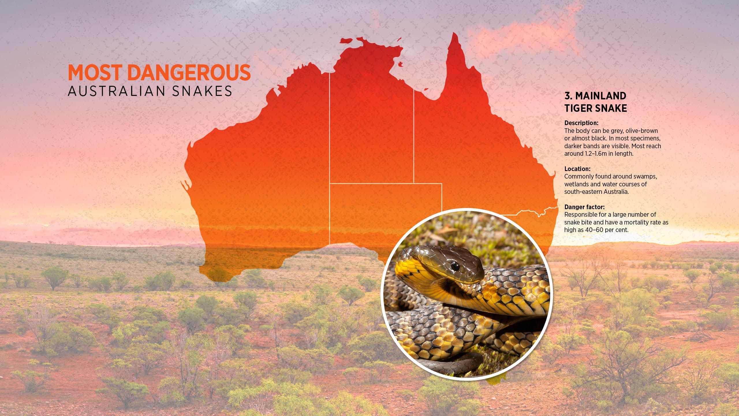 Australia's deadliest snakes infographic: 3. MAINLAND TIGER SNAKE Description: The body can be grey, olive-brown or almost black.  In most specimens, darker bands are visible. Most reach around 1.2–1.6m in length.  Location: Commonly found around swamps, wetlands and water  courses of south-eastern Australia.  Toxicity: Responsible for a large number of snake bite and have a  mortality rate as high as 40–60 per cent.