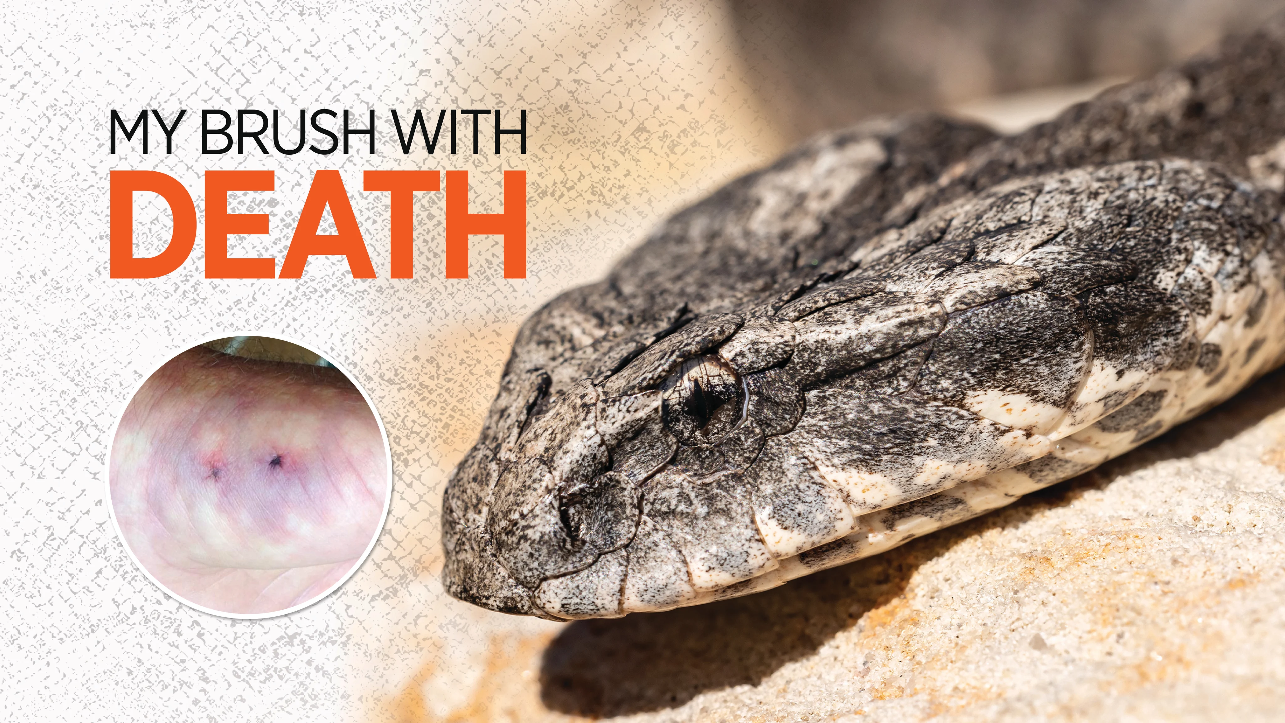 An image of a death adder and an inset image of a hand with snake bite marks.