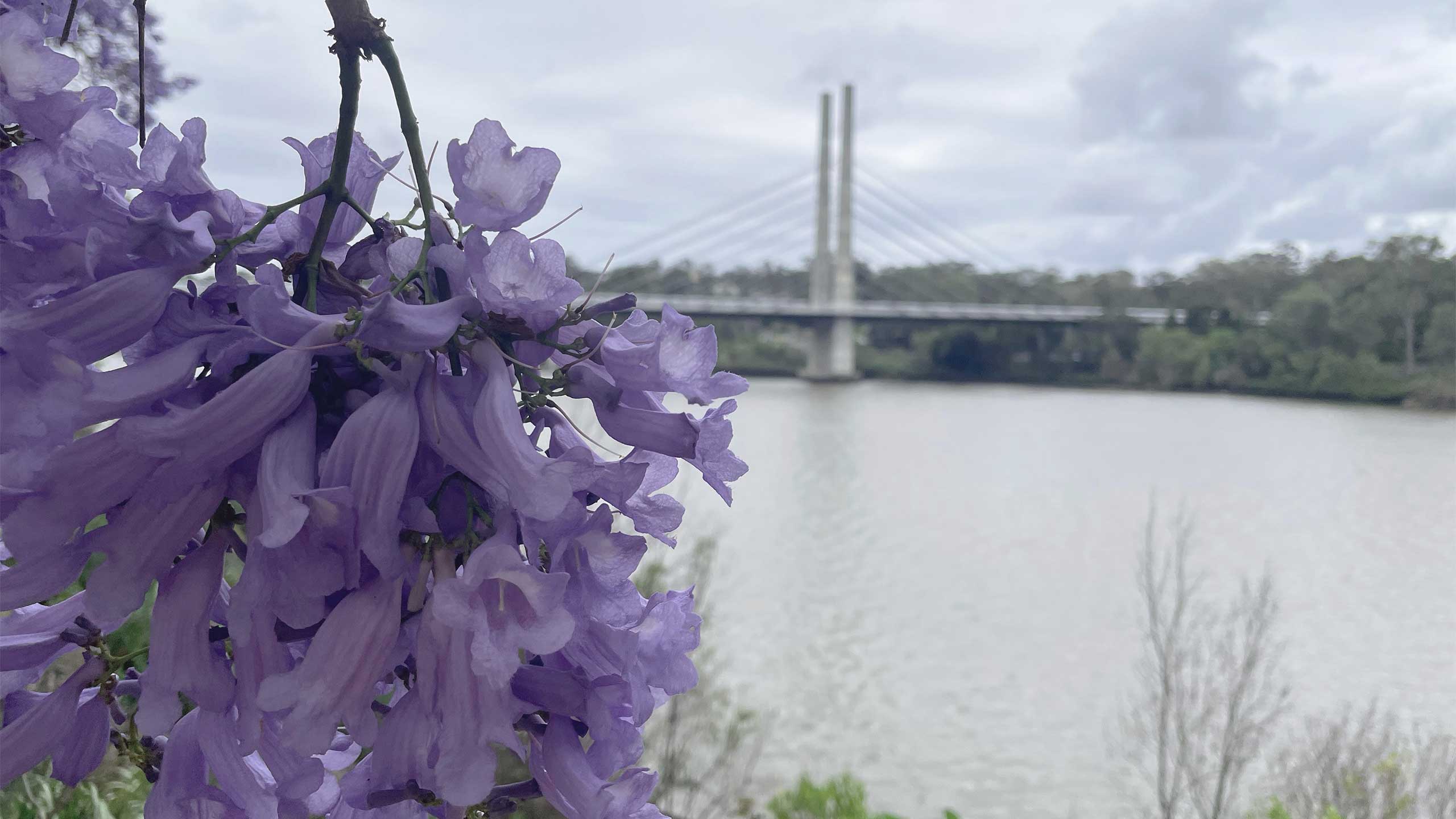 An image of jacaranda flowers in the foreground with the Eleanor Schonell Bridge in the background.