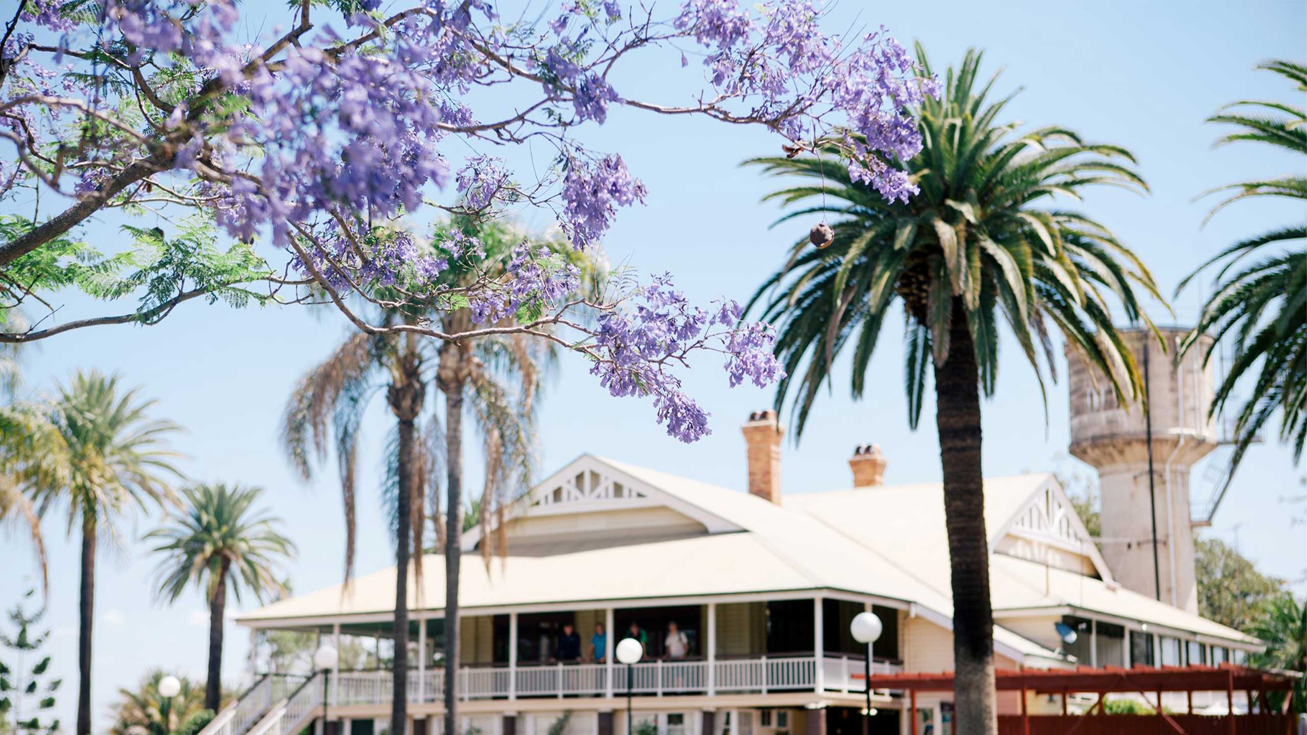 An image of jacaranda trees along the Central Walkway at UQ's Gatton campus.