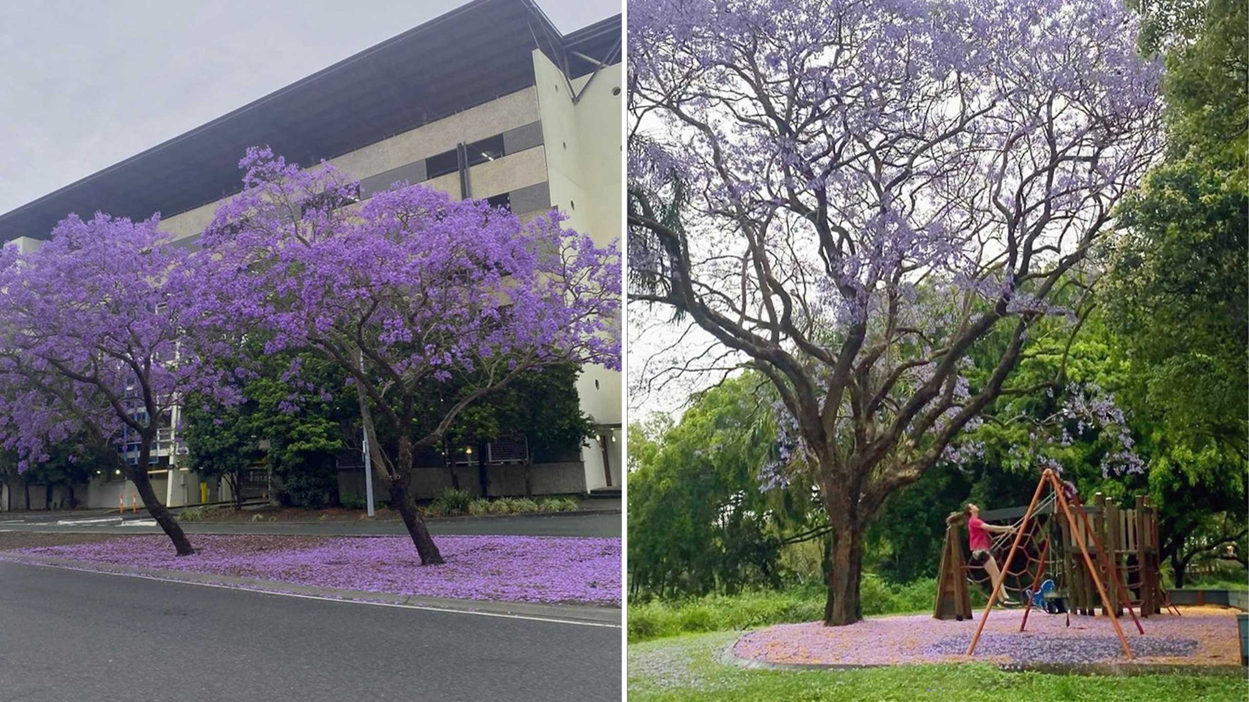 An image of Jacaranda trees in bloom at UQ's Herston campus.