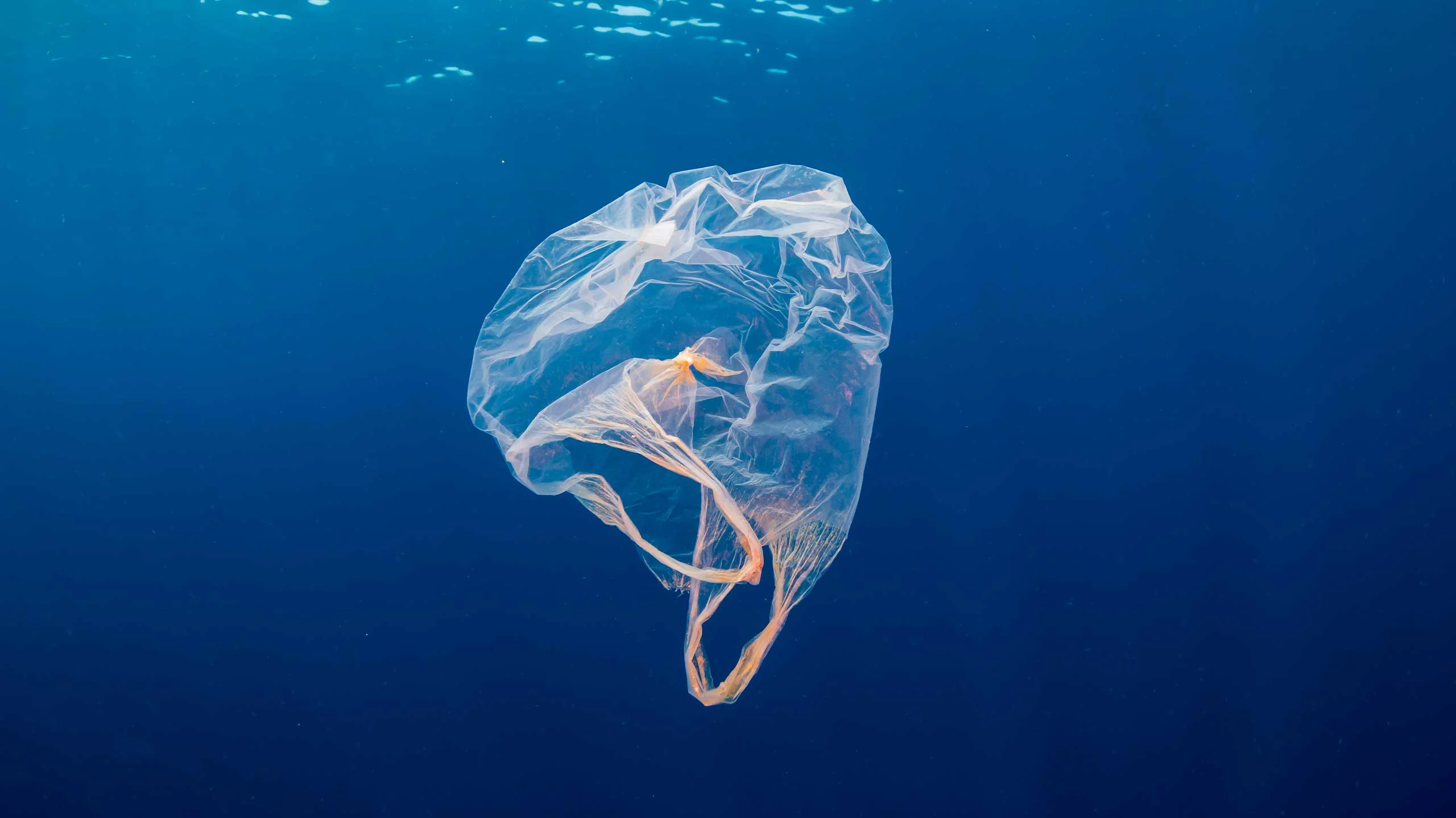 An image of a plastic bag floating in the ocean.