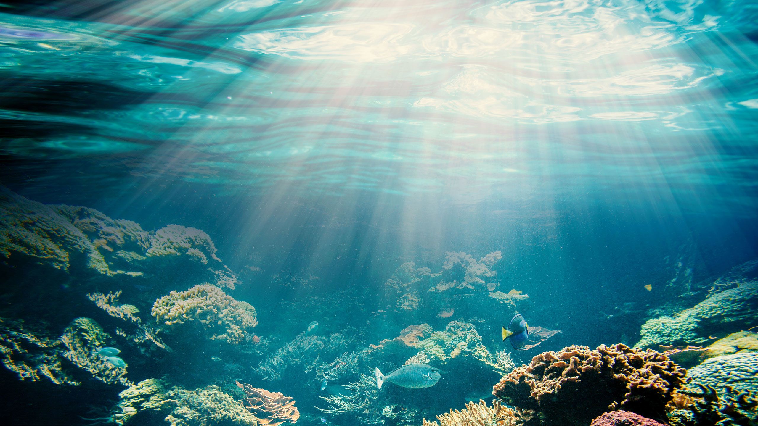 An image of light shining through the water onto a coral reef