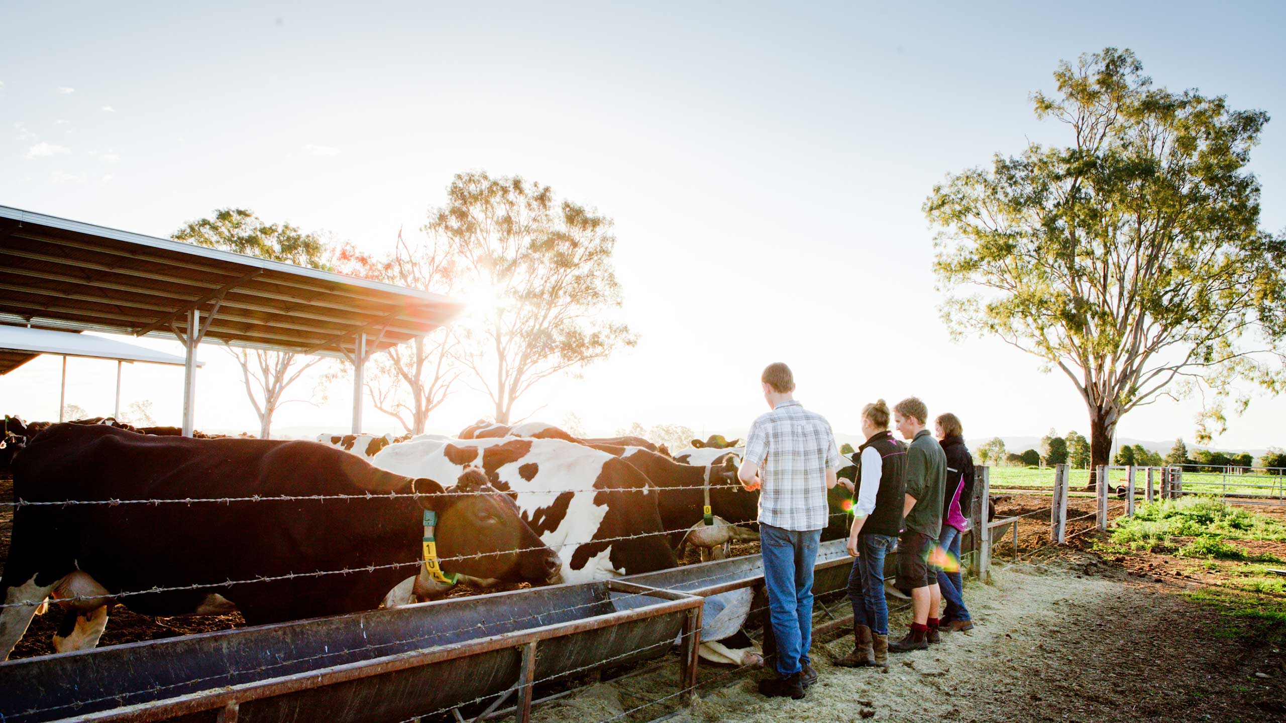 An image of student with cows at the dairy at UQ's Gatton campus.