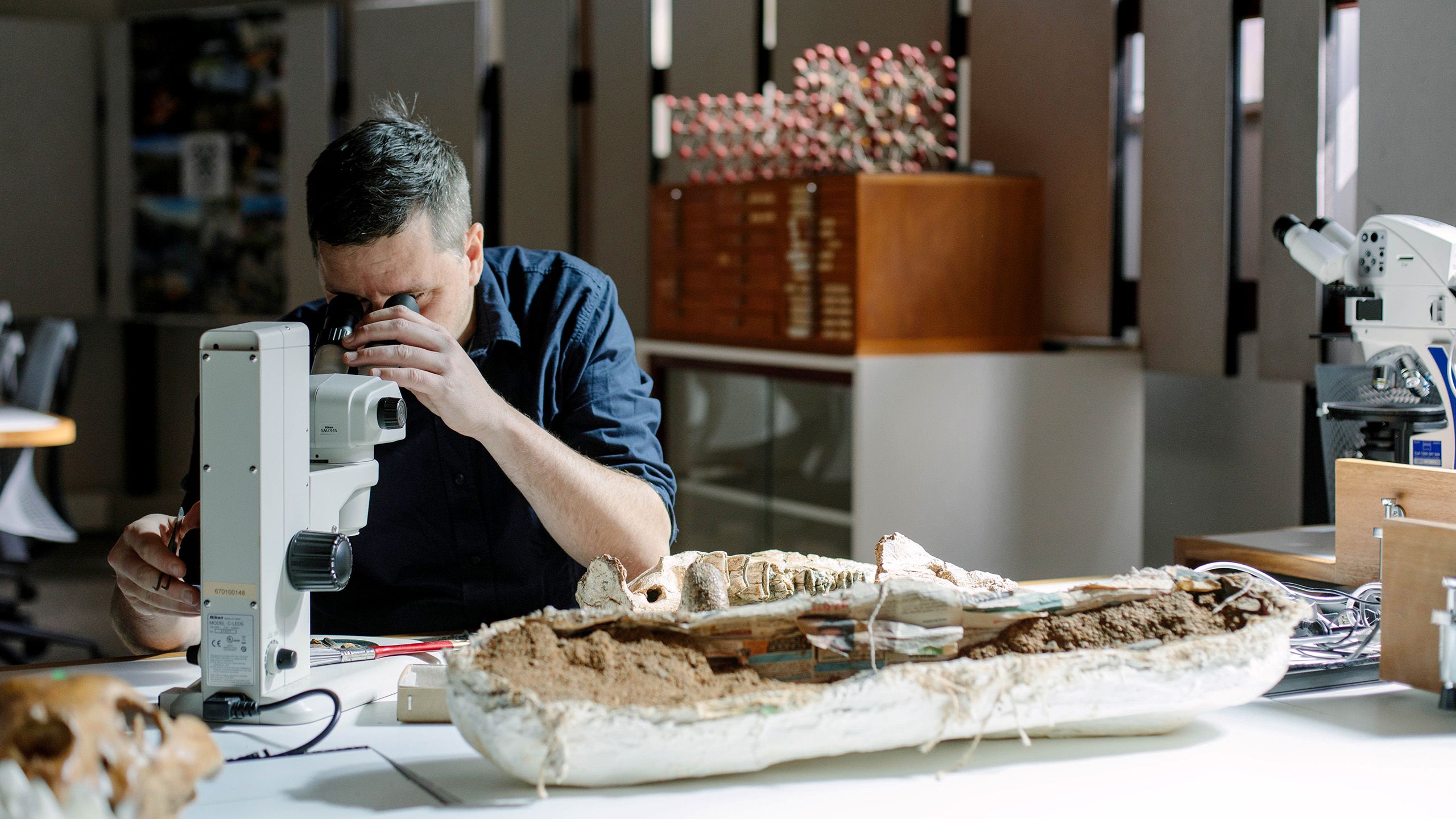 Dr Gilbert Price sitting at a desk covered with an array of fossils. He is examining a specimen with a microscope.