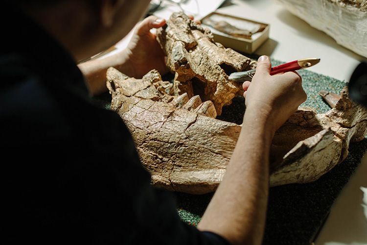 A large fossilised diprotodon jaw that has broken into two pieces ying on a square of carpet on a desk. Dr Gilbert Price is cleaning it using a paintbrush.