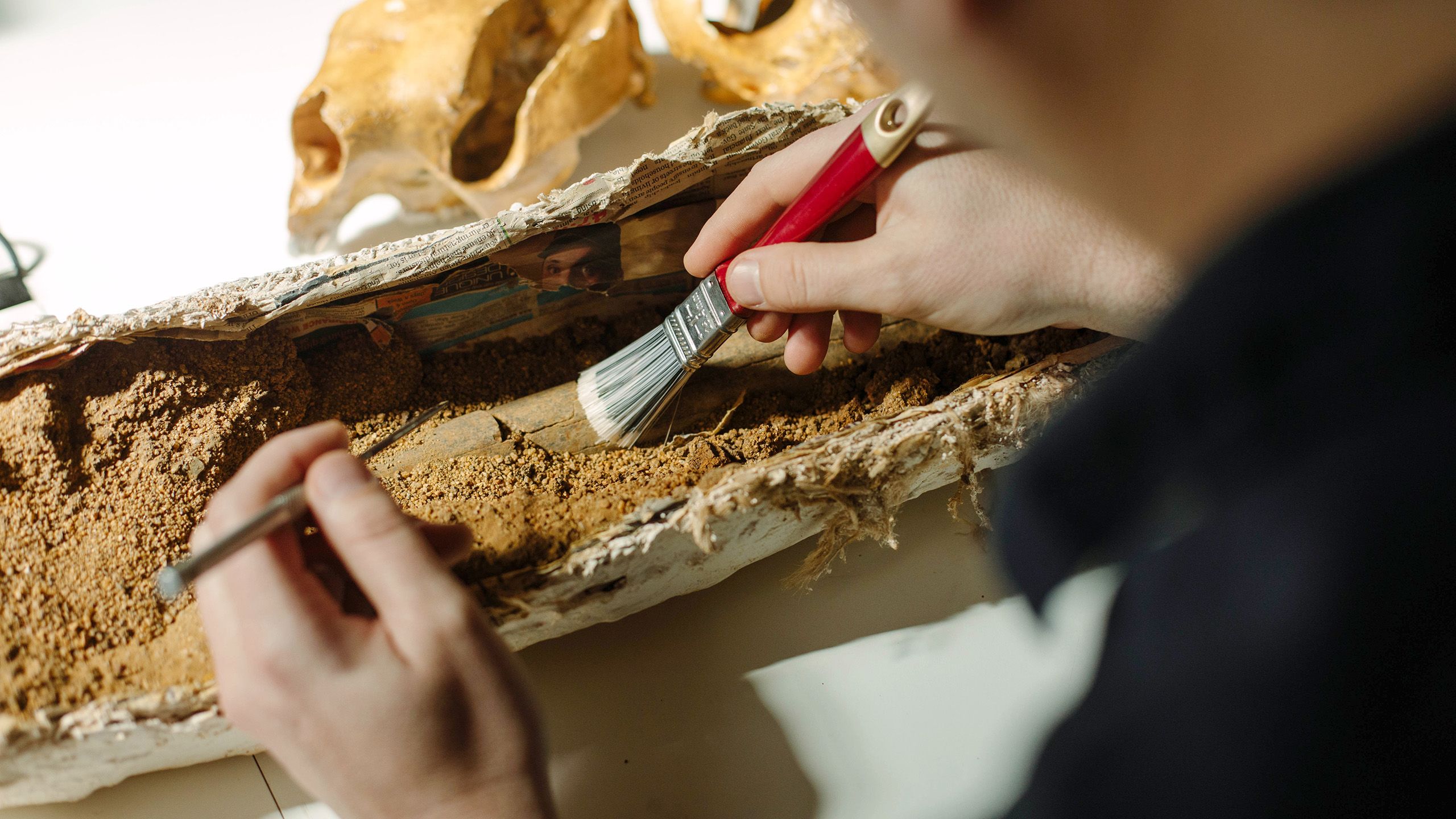A plaster cast that is open at the top and filled with dirt covering a fossilised kangaroo bone. Dr Gilbert Price is examining the fossil and cleaning it with a paintbrush.