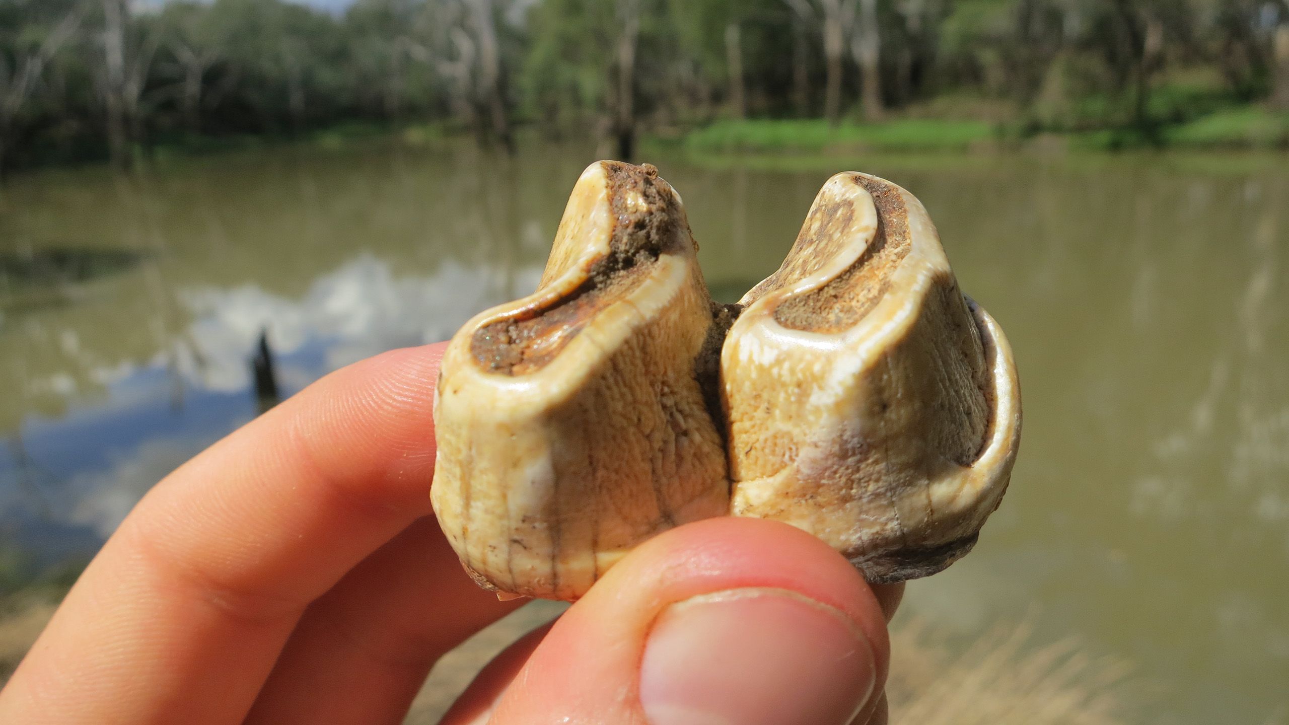 A hand holding two large fossilised curved teeth between its fingers. A cloudy river is visible in the background.