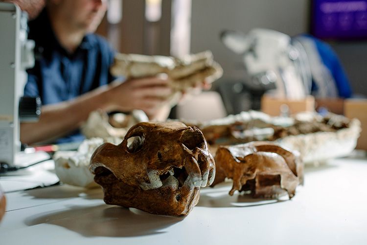 A fossilised kangaroo skull, including several teeth, resting on a desk. Dr Gilbert Price is sitting examining a large fossil in the background.