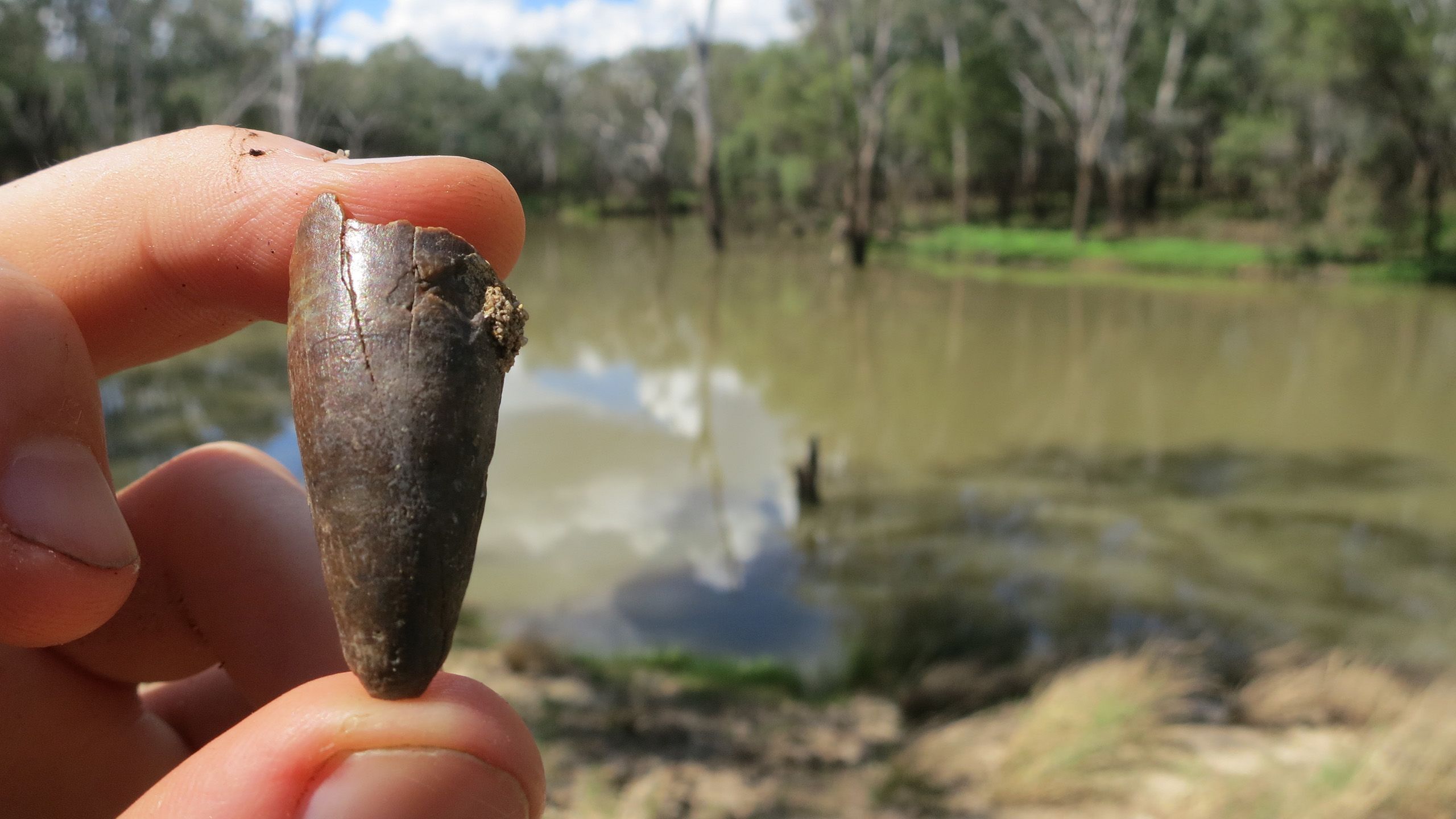 A hand holding a sharp fossilised tooth between its fingers. A cloudy river is visible in the background.