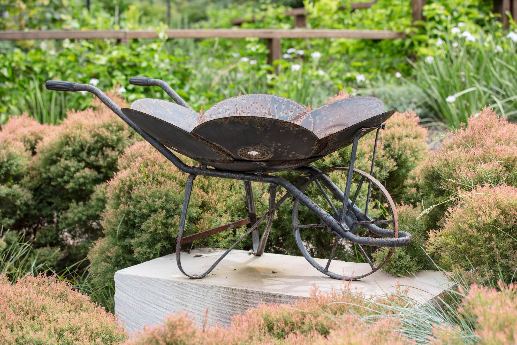 A metal wheelbarrow in the UQ St Lucia community garden