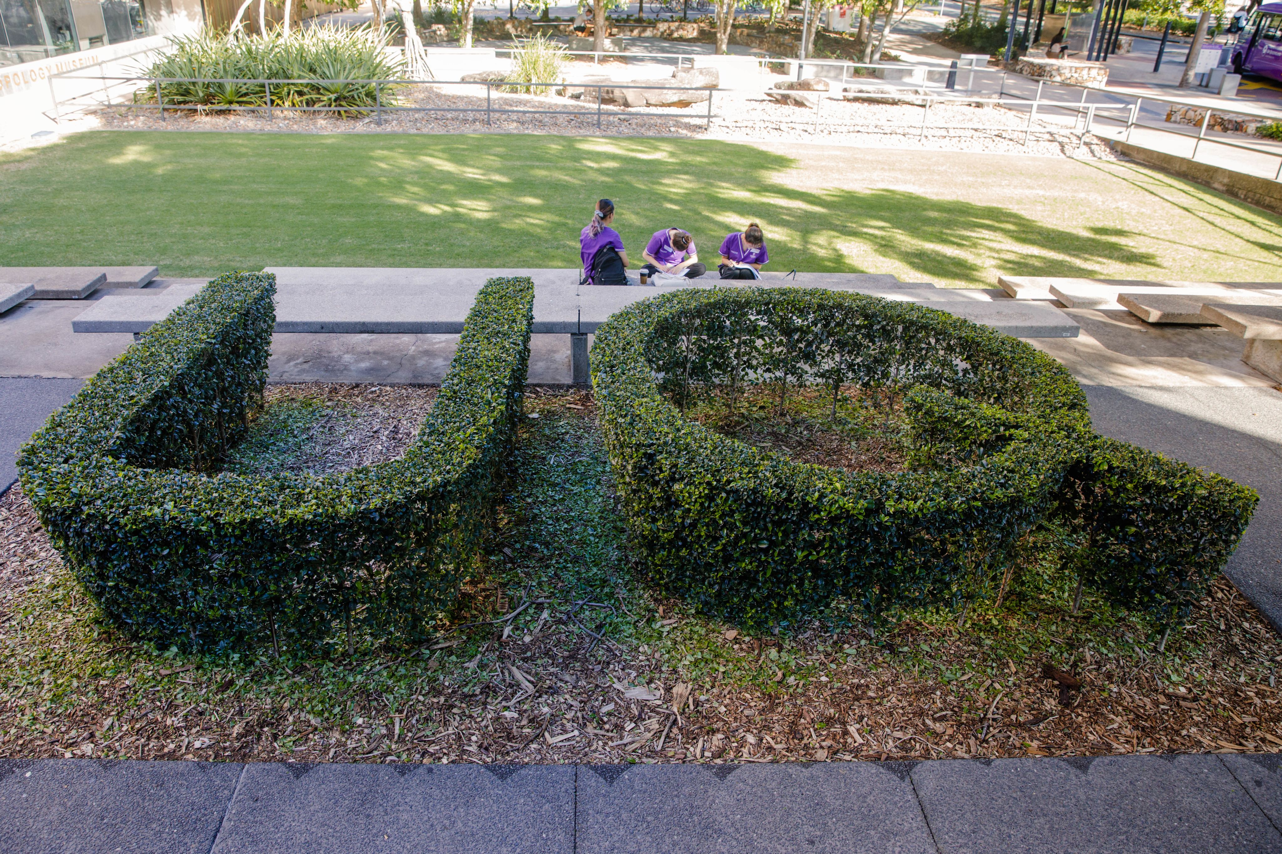 Espaliered UQ at the St Lucia campus