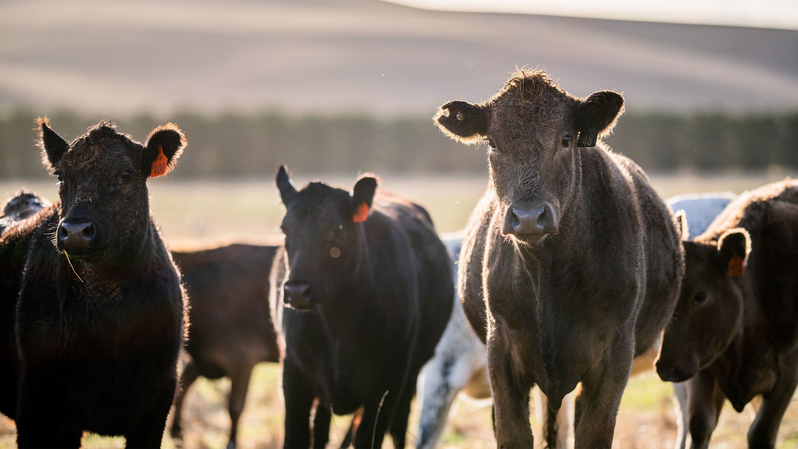 An image of beef cattle in a paddock in Australia.