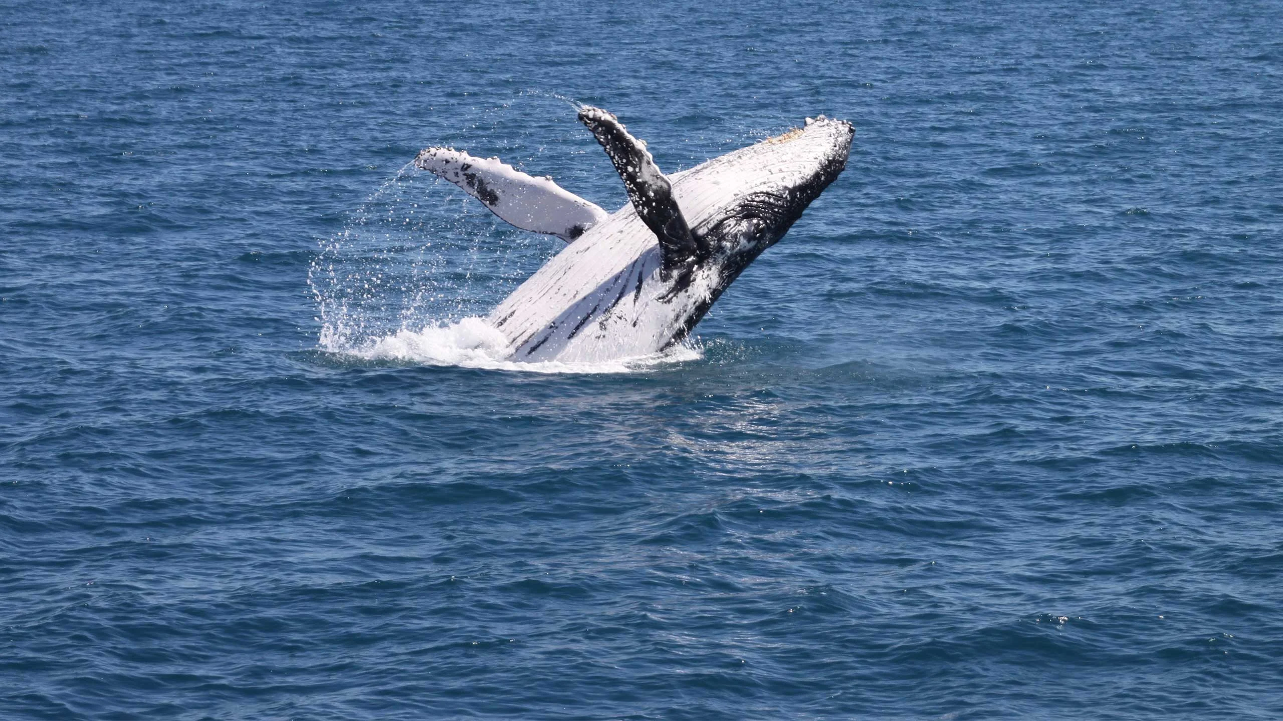 An image of a humpback whale breaching.