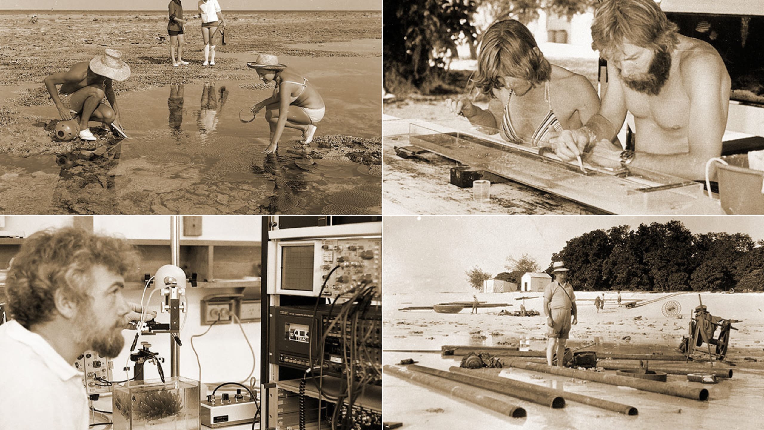 A collage of four sepia images. Top left is young students in swimwear inspecting something in the water on the coral reef. Top right a man and woman sit at a table outside inspecting a specimen in a clear tray, bottom left a man with a beard and curly hair is looking at a switchboard, bottom right a man in a straw hat with his pants rolled up stands in ankle deep water with logs to build something surrounding him