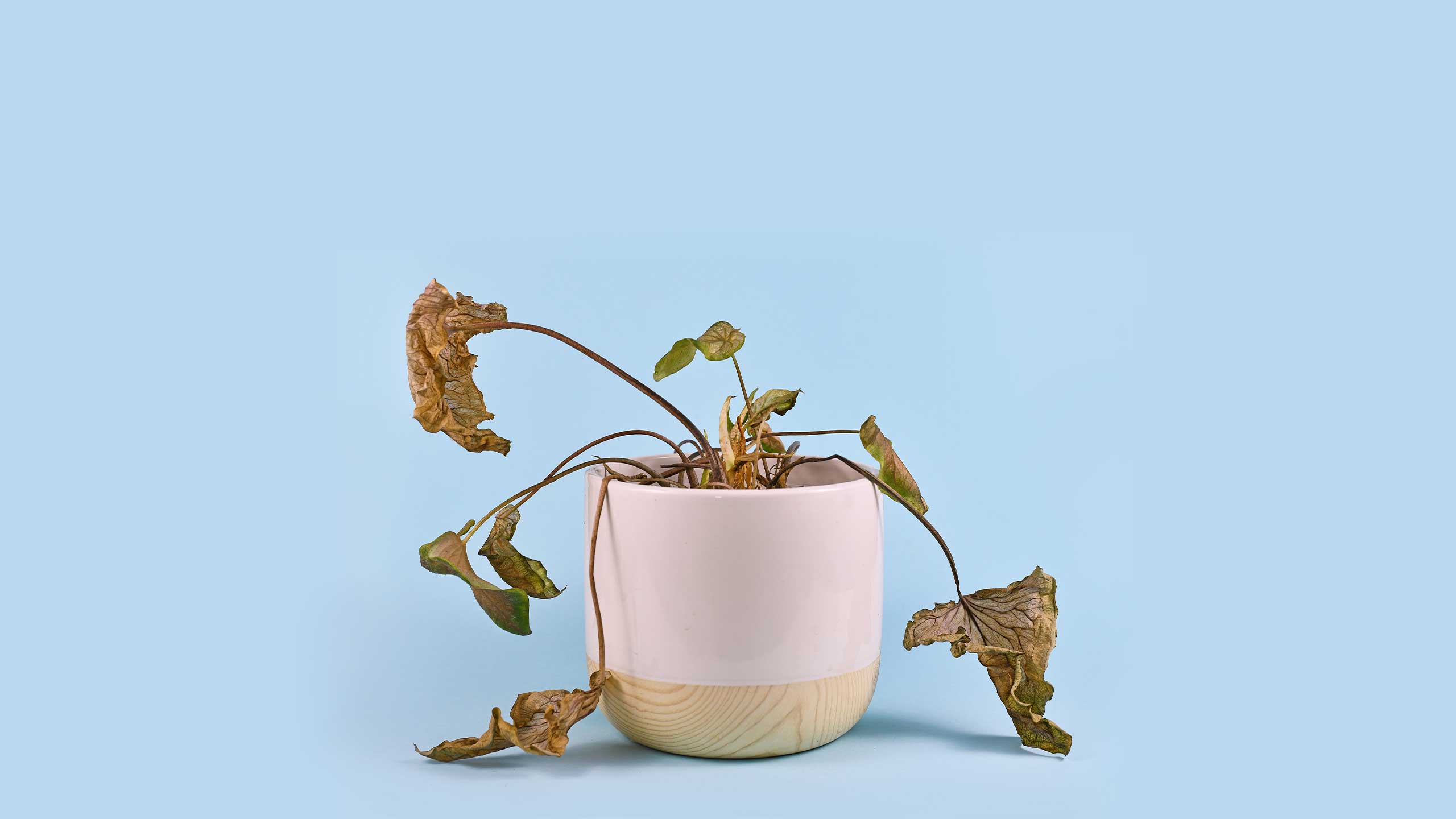 Neglected dying house plant with hanging dry leaves in white flower pot on blue background.