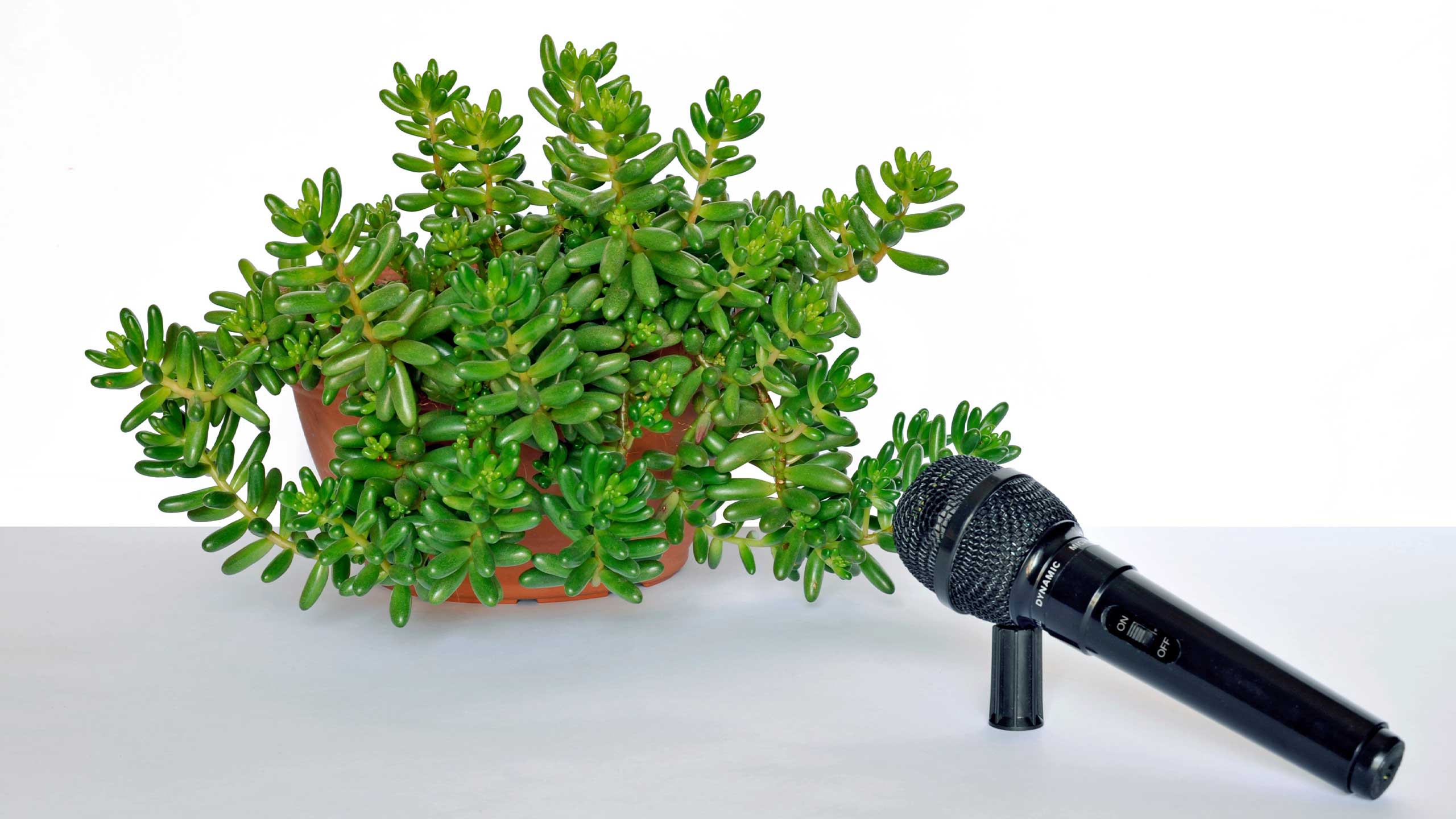A microphone placed in front of a green house plant.