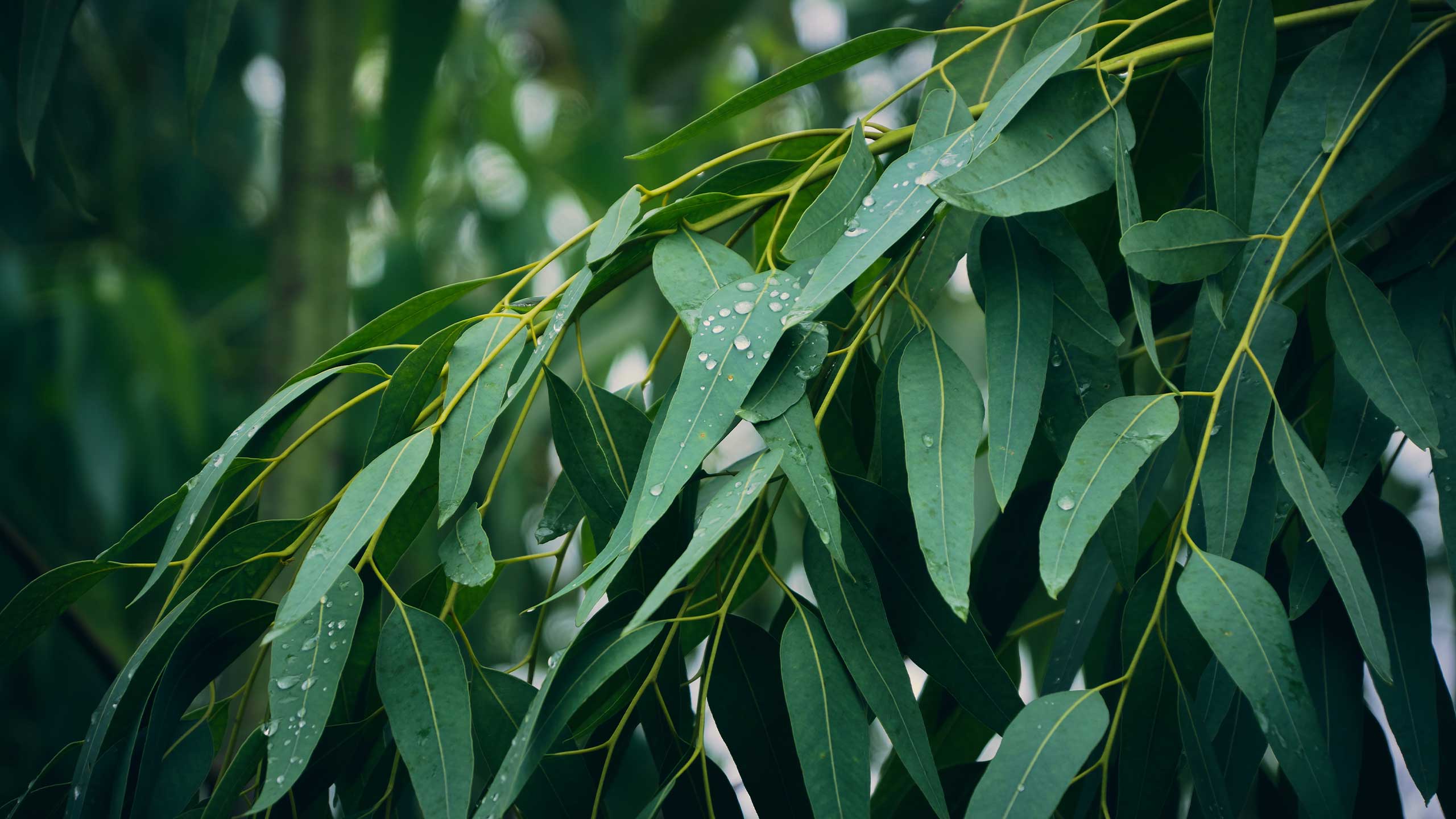 An image of lush green eucalyptus leaves.