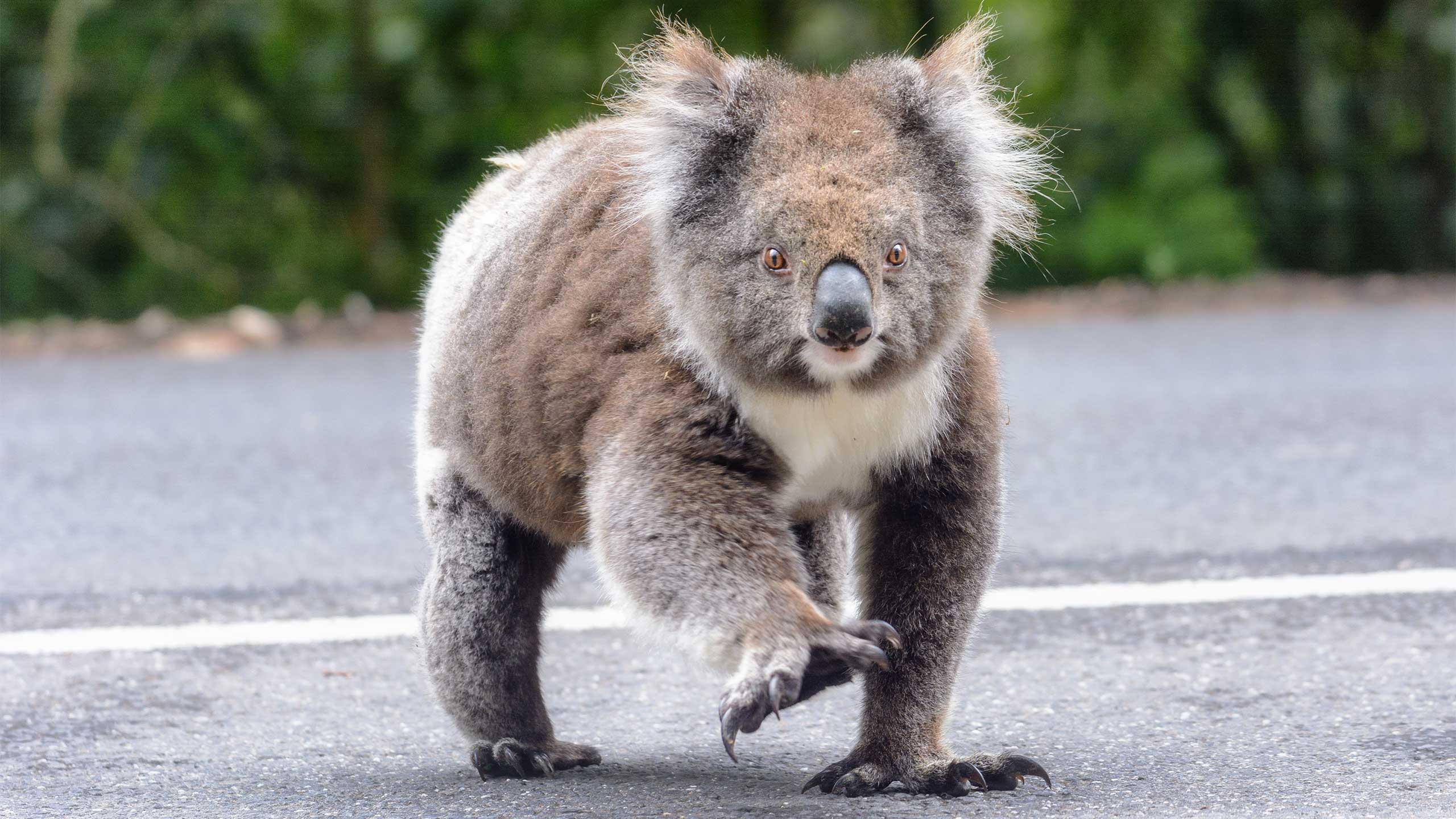 A koala crossing a road.