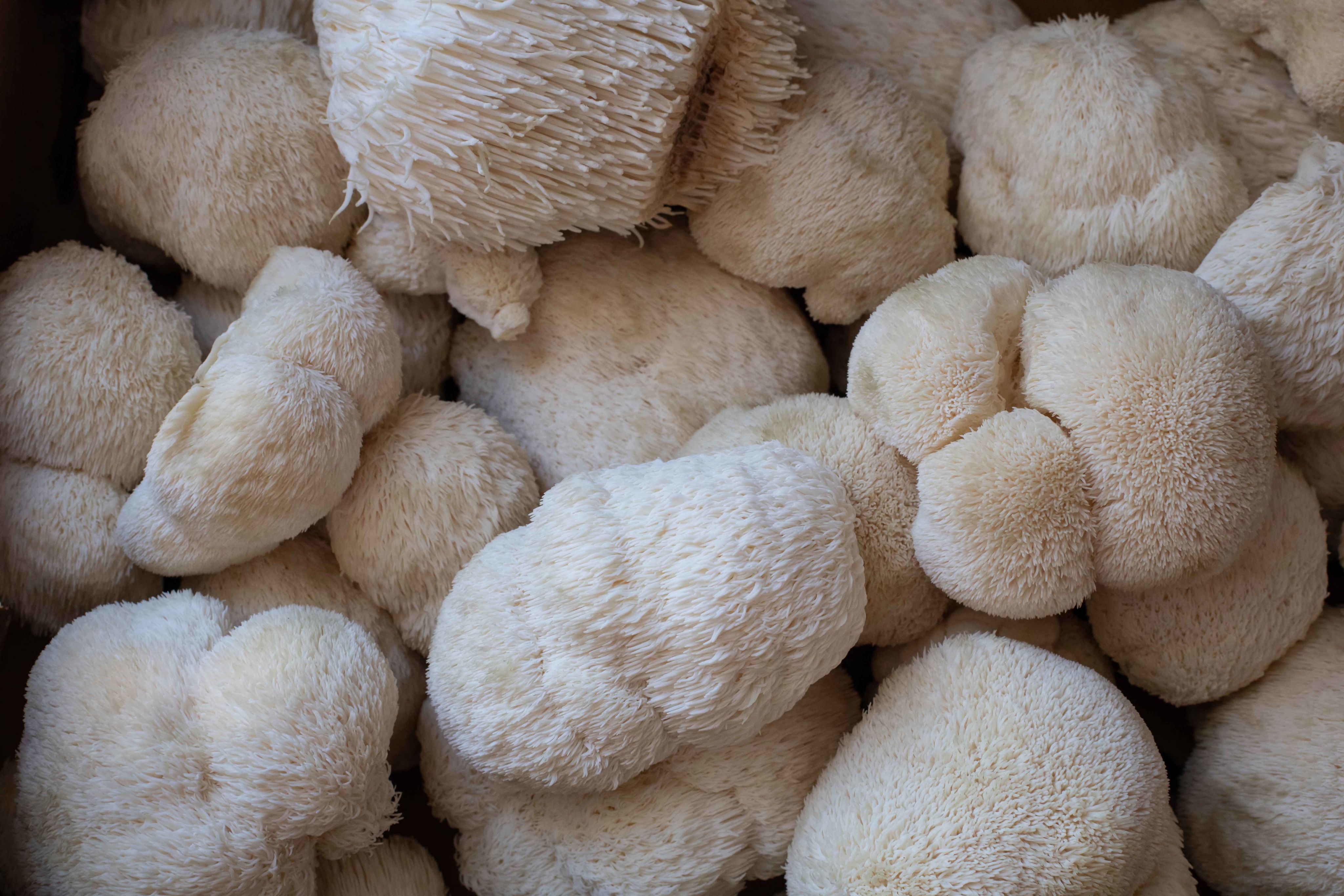 Lion's mane mushrooms