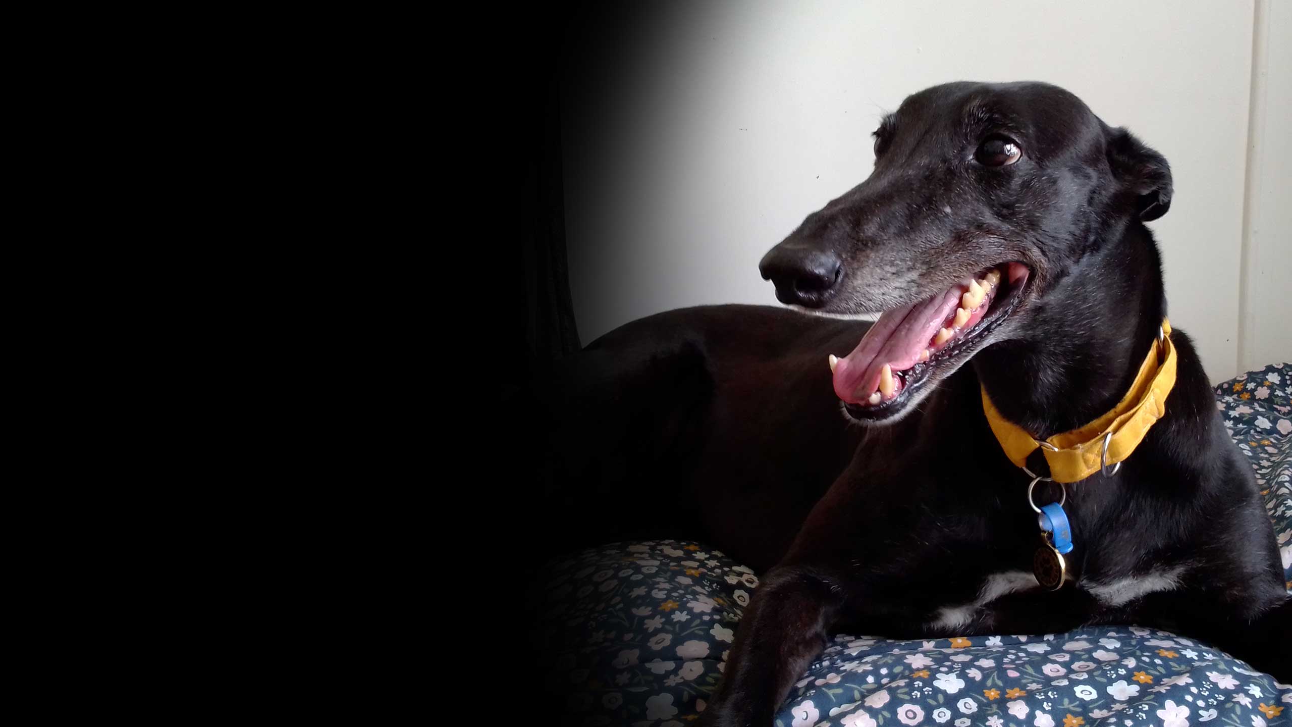 An image of Marcie the Greyhound lying on her bed.