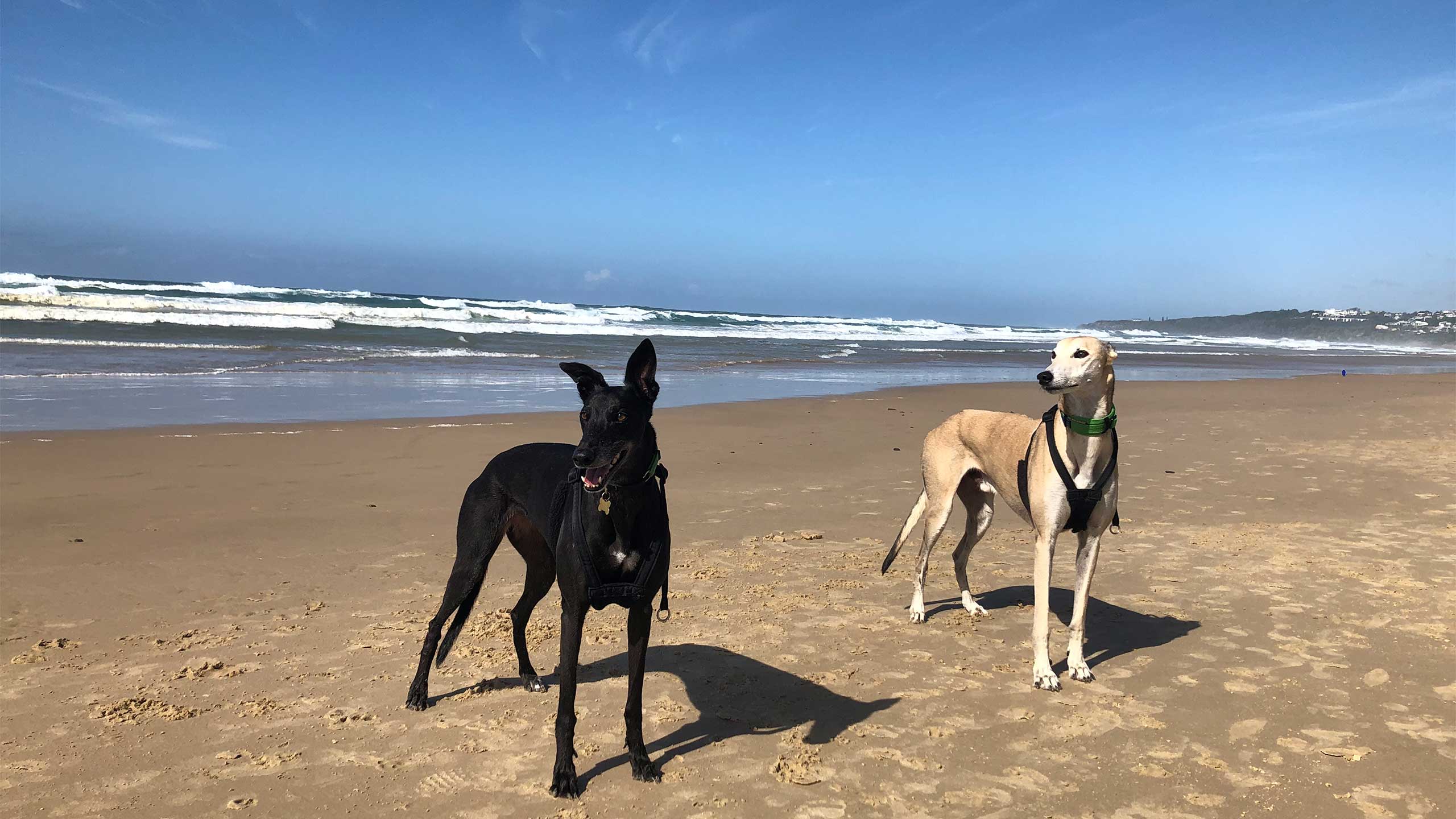 An image of two greyhounds on the beach.