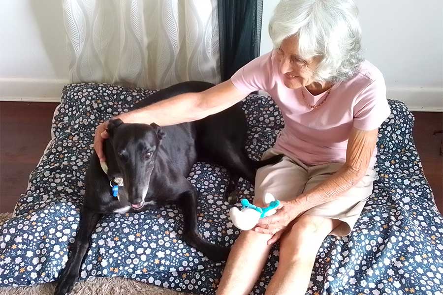An image of Ann Copsey petting Marcie the Greyhound.
