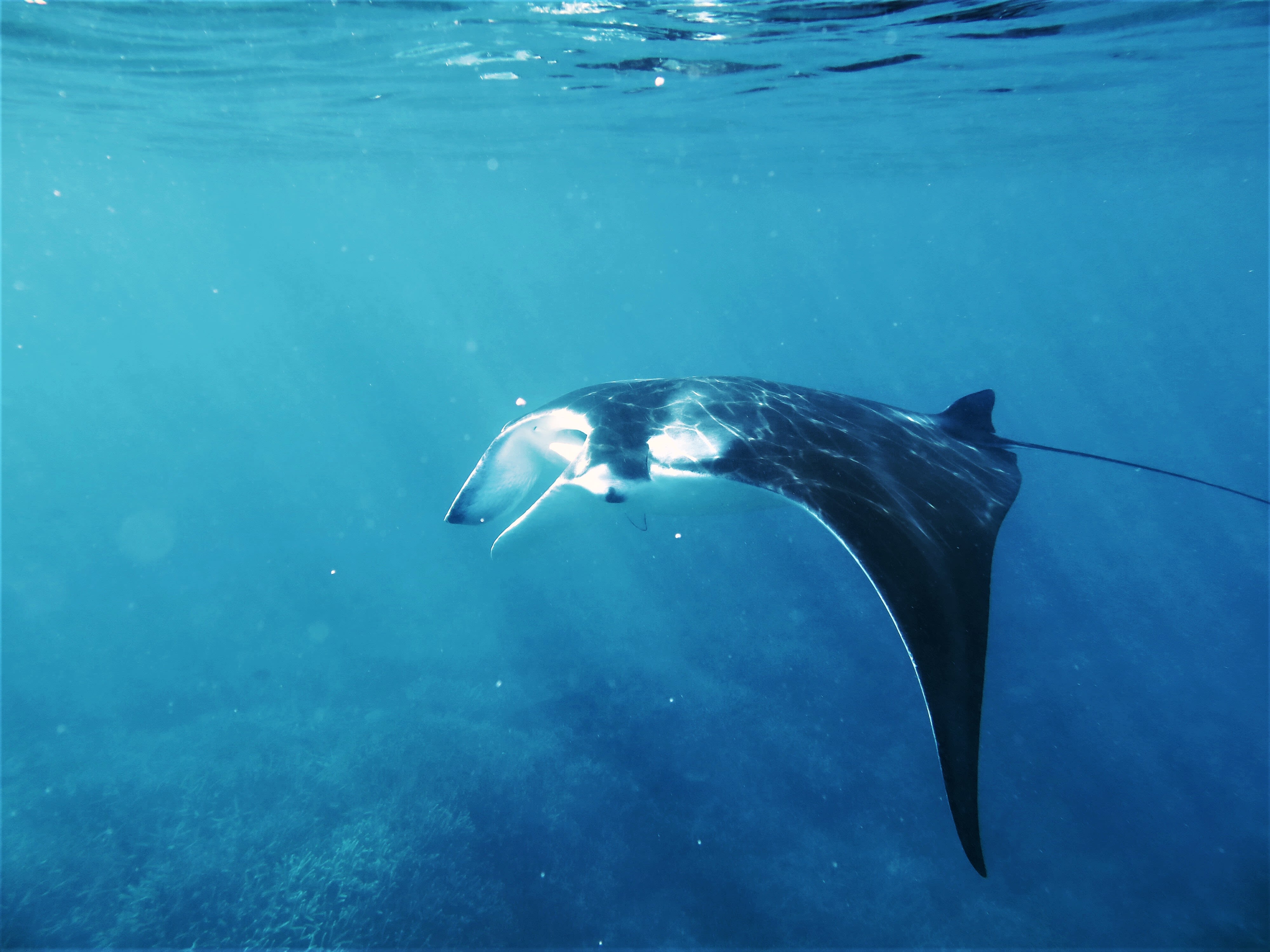 A manta ray underwater. Beams of sunlight are shining through the ocean's surface.
