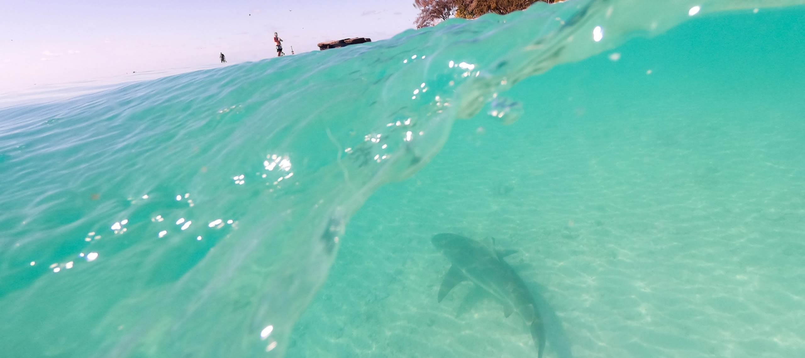 A shark under the water