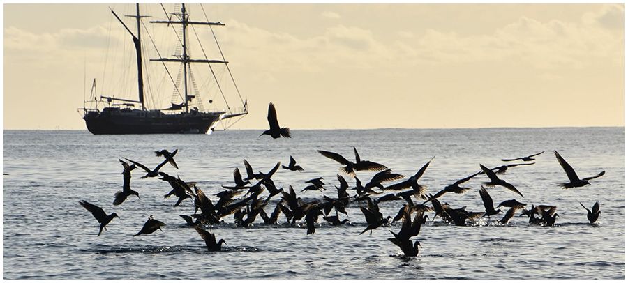 Birds feeding on top of the ocean with a ship in the background