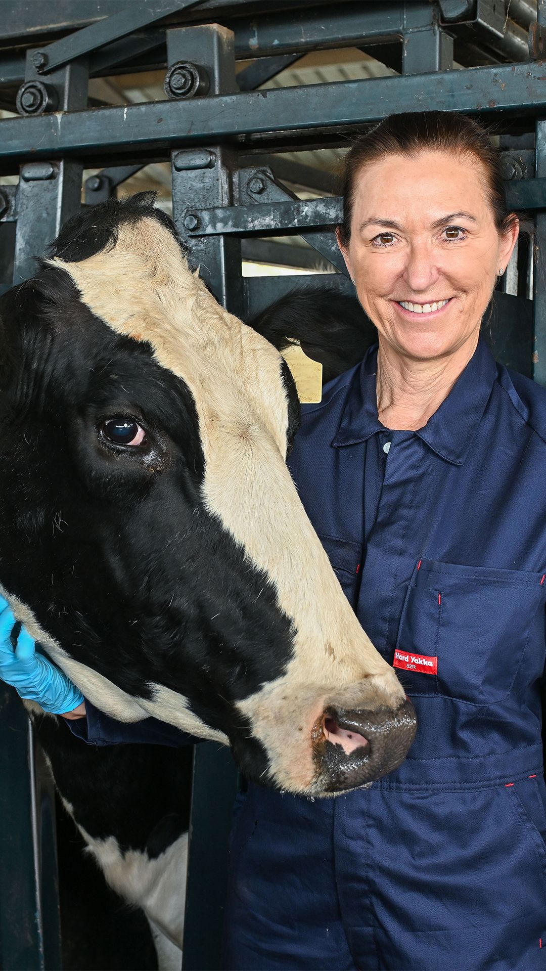 An image of First-year Bachelor of Veterinary Technology student Yasmine Gray, wearing overalls and gumboots, standing next to a cow and patting its head.