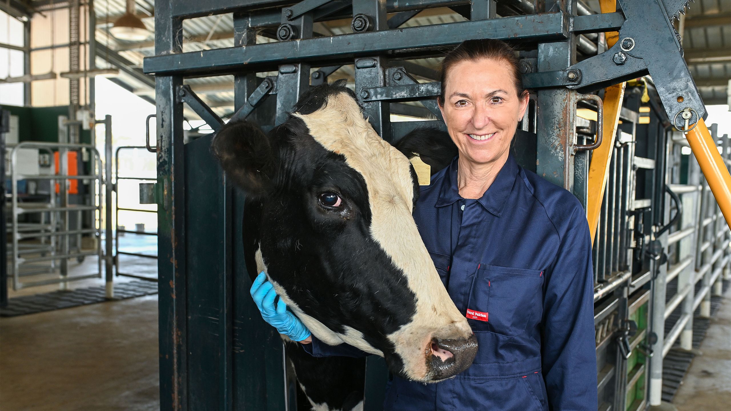 An image of First-year Bachelor of Veterinary Technology student Yasmine Gray, wearing overalls and gumboots, standing next to a cow and patting its head.