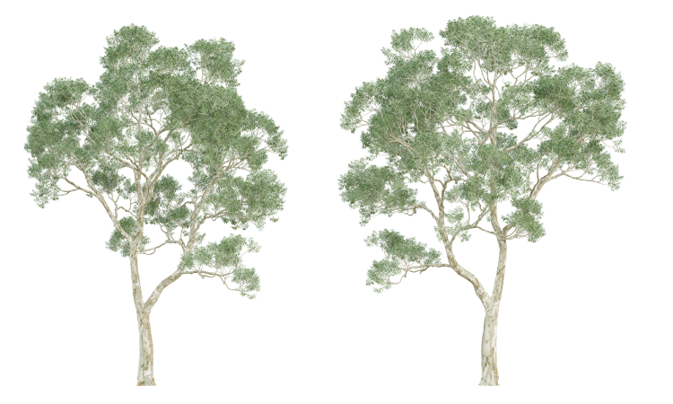 Illustrated image of two gum trees