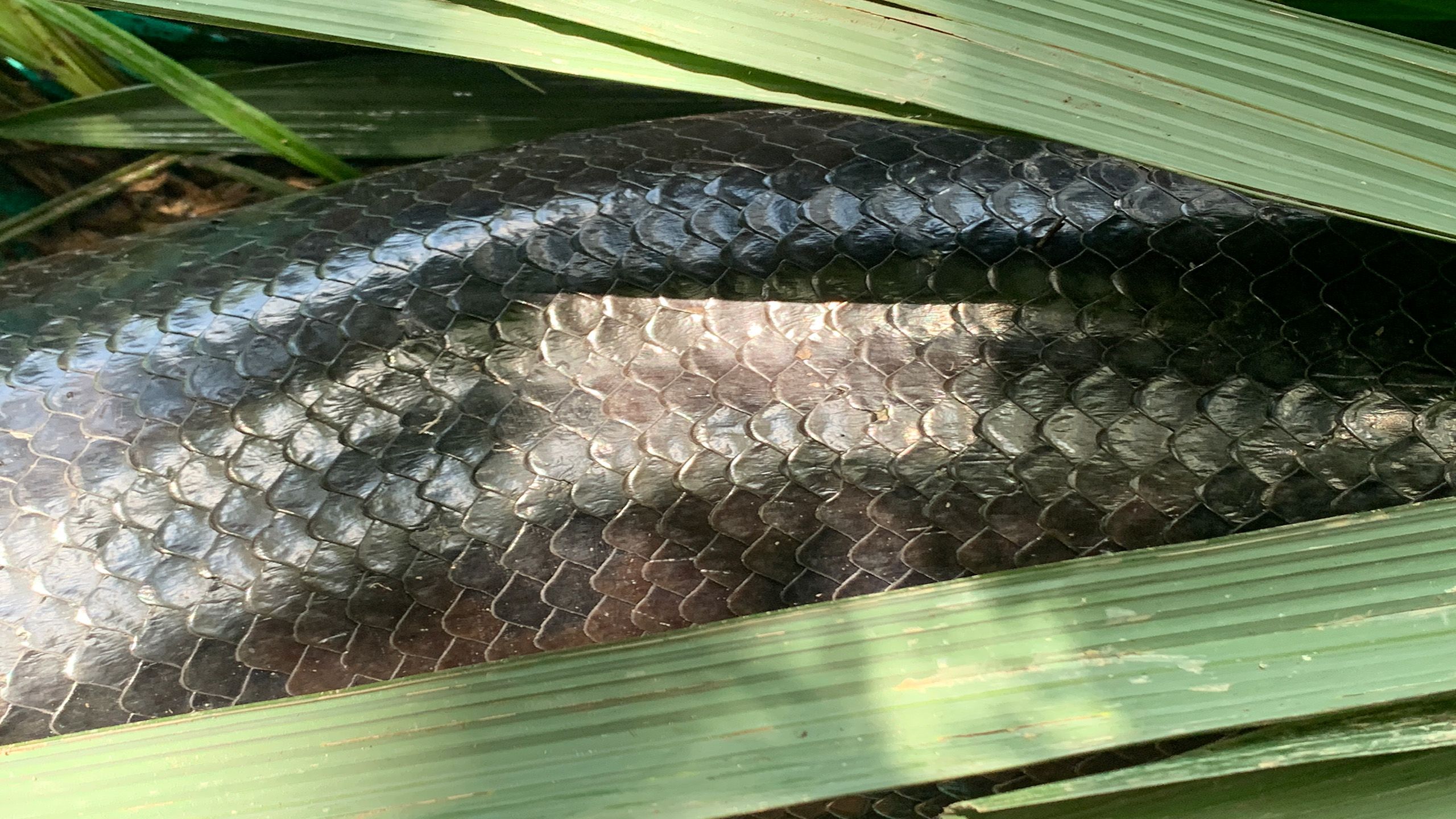 The glossy black scales of a very large snake with greenery either side.