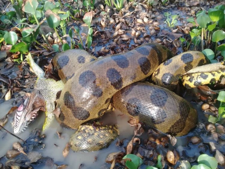 A snake in the shallows of a river wrapped around another reptile.