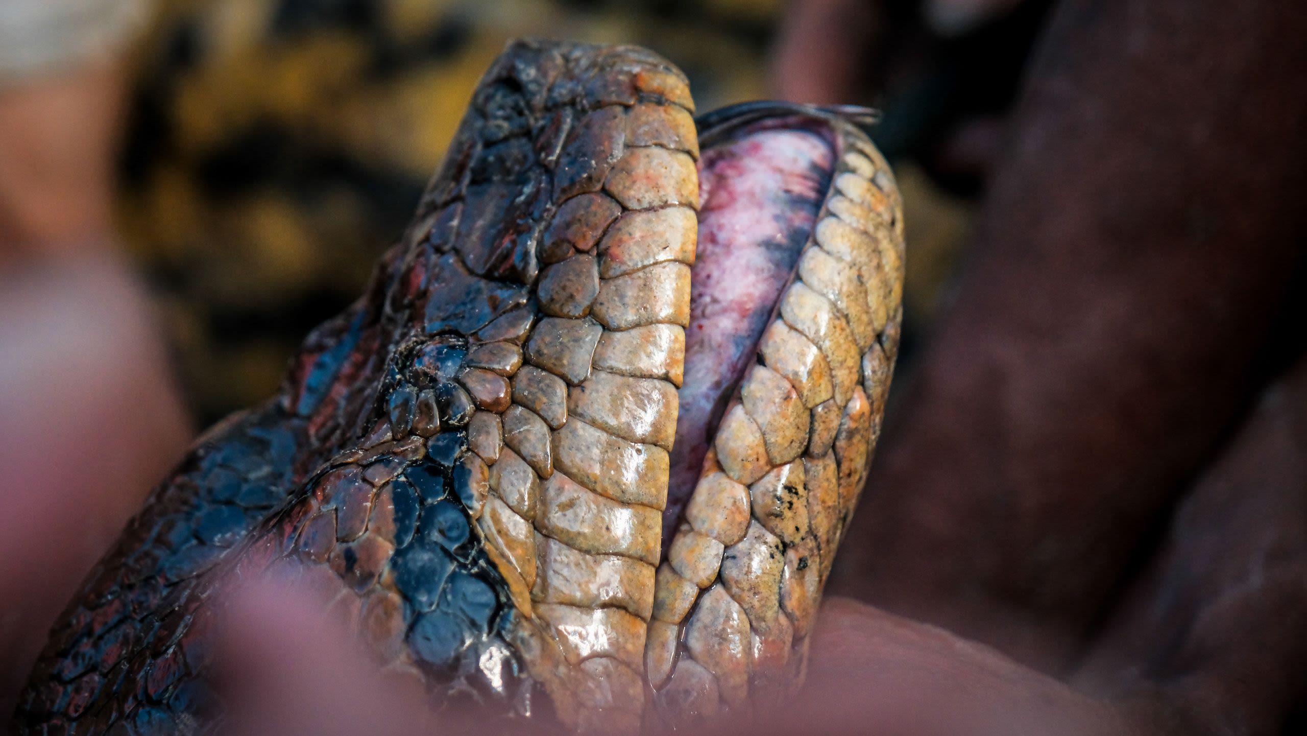 A close-up photo of a snake head, with it's mouth slightly parted.