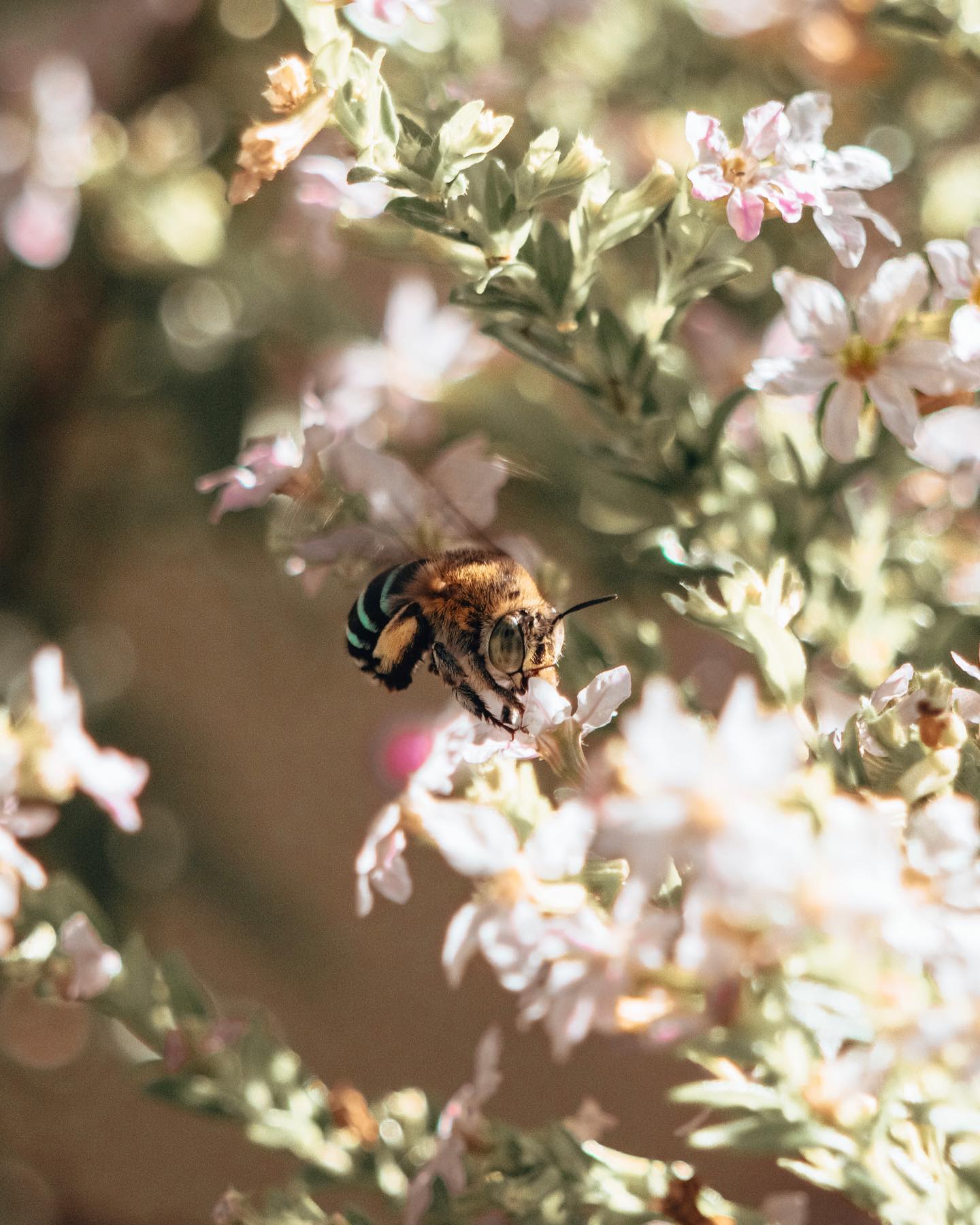An image of a bee taken by Ellie Sursara Eddy.