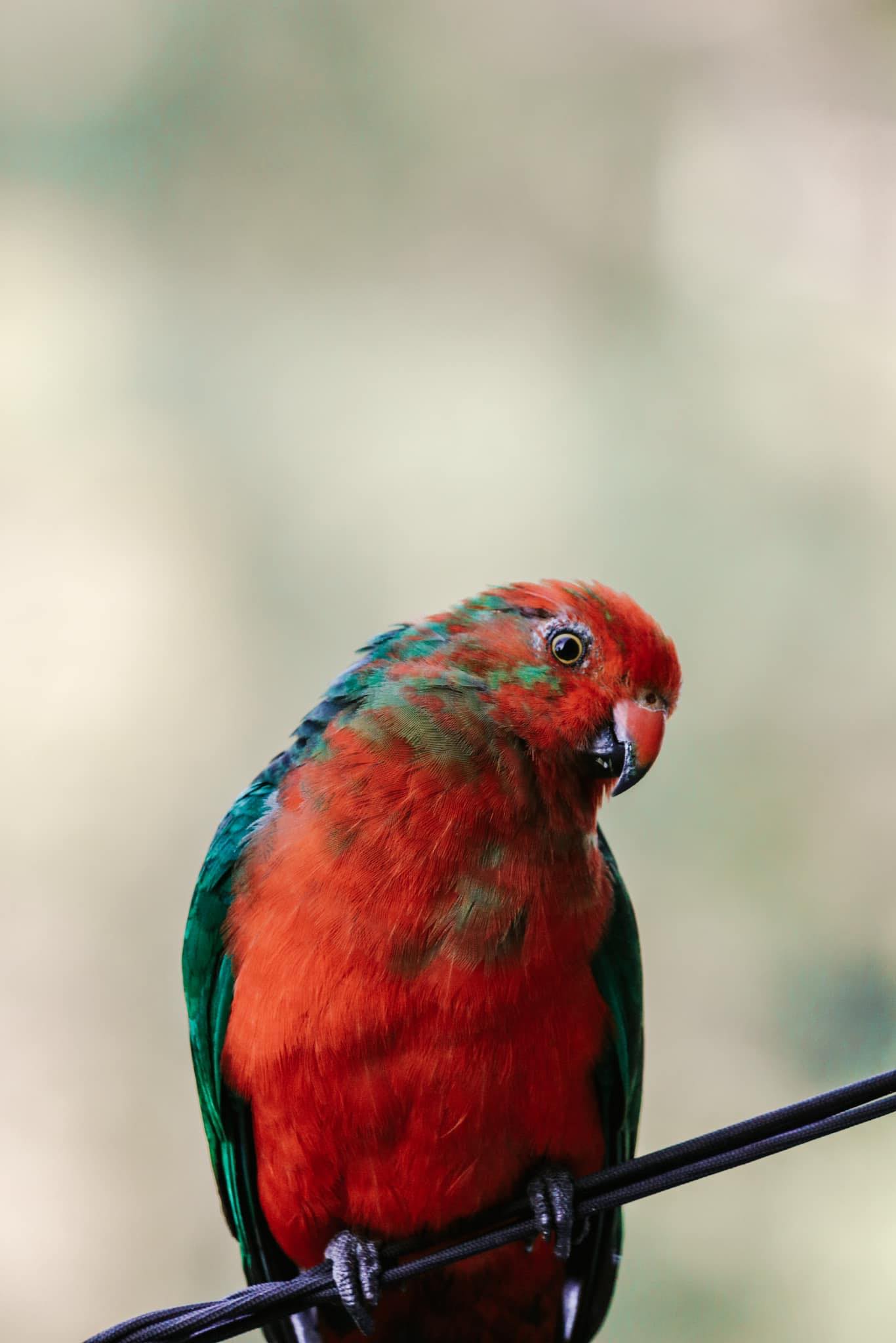 An image of a parrot taken by Ellie Sursara Eddy.