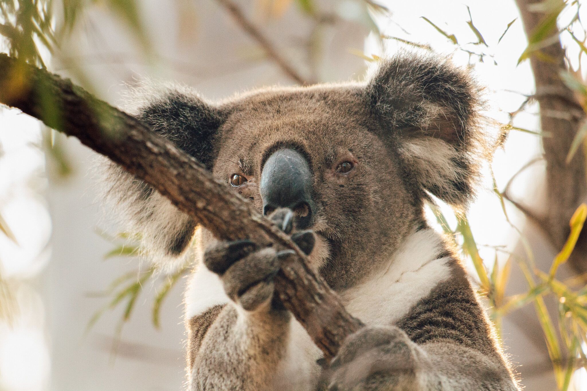 Close up picture of a koala.