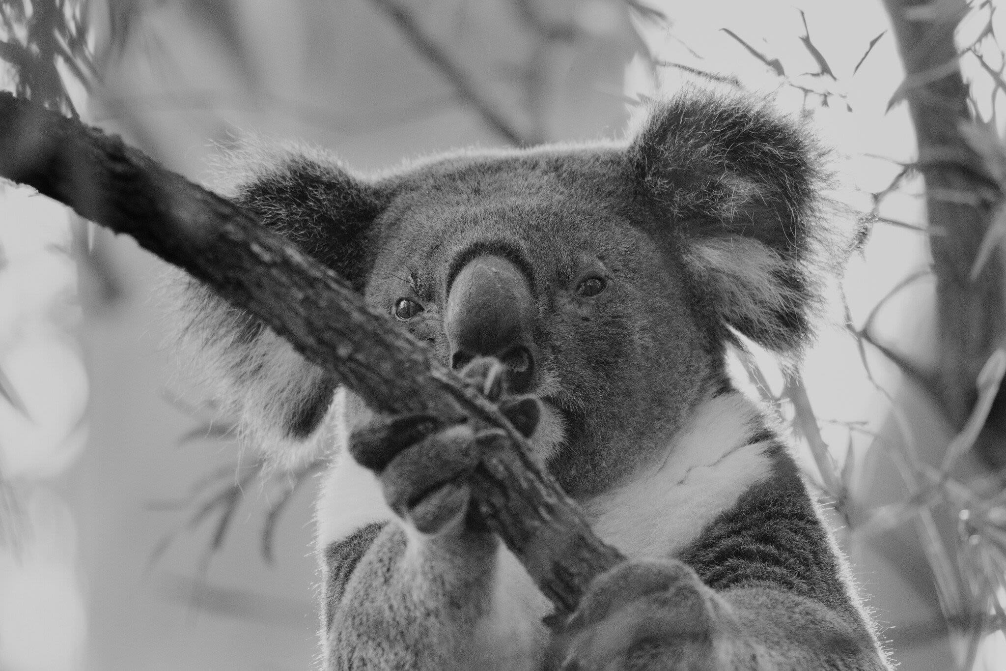 Close up picture of a koala in a tree taken by Ellie Sursara Eddy.