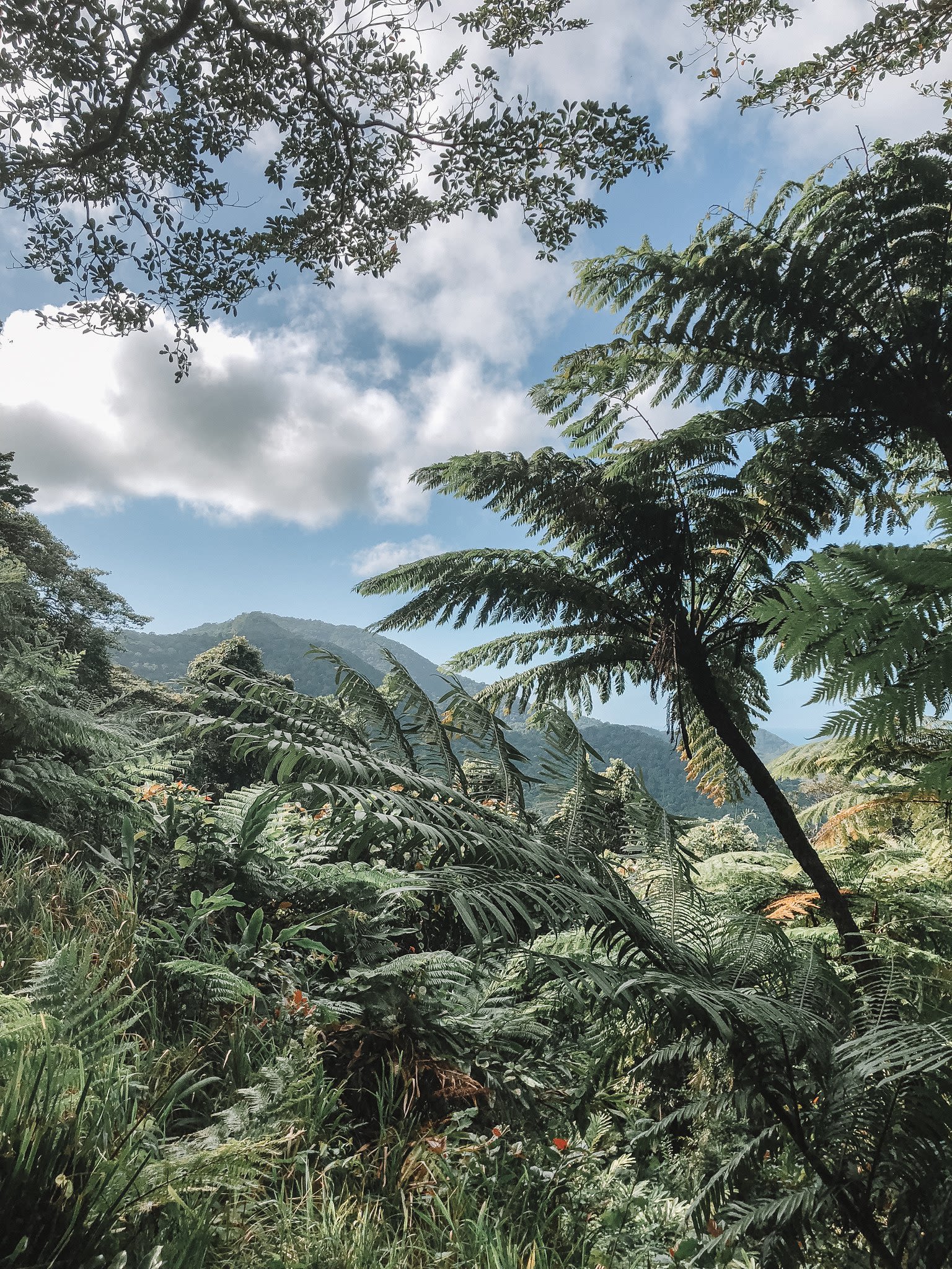 An image of a rainforest, taken by Ellie Sursara Eddy