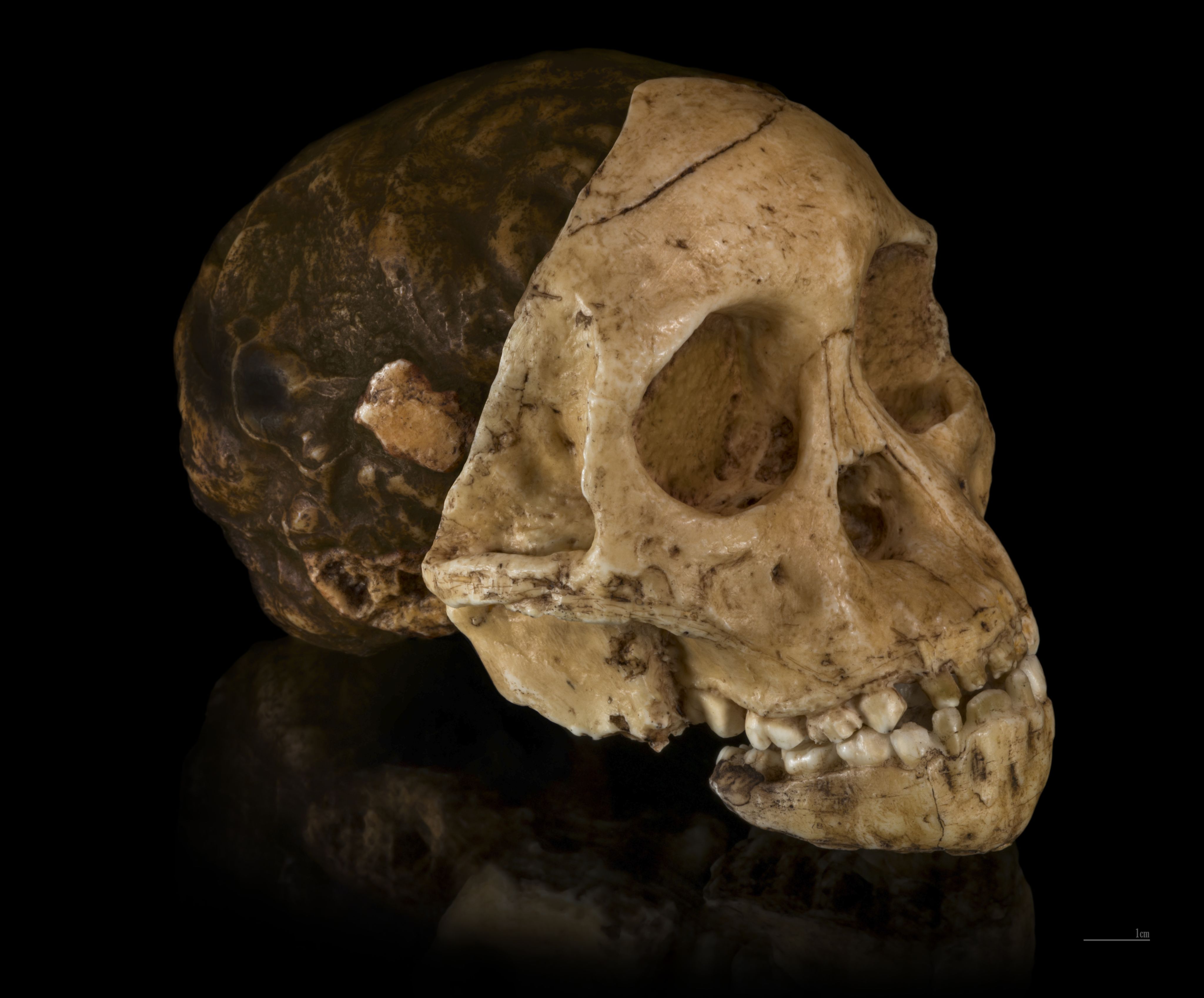 The 'Taung Child' fossil skull