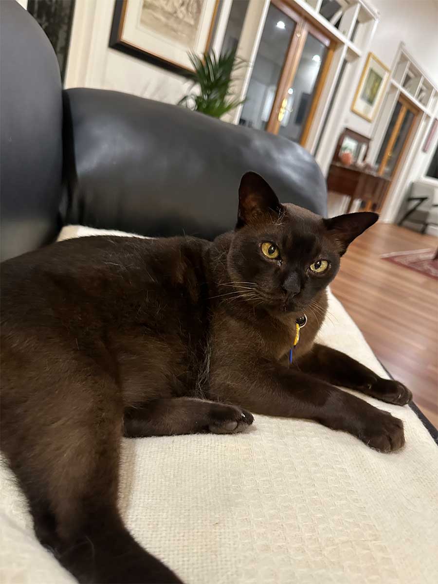 An image of Professor Deborah Terry's Burmese cat, Mr Darcy.