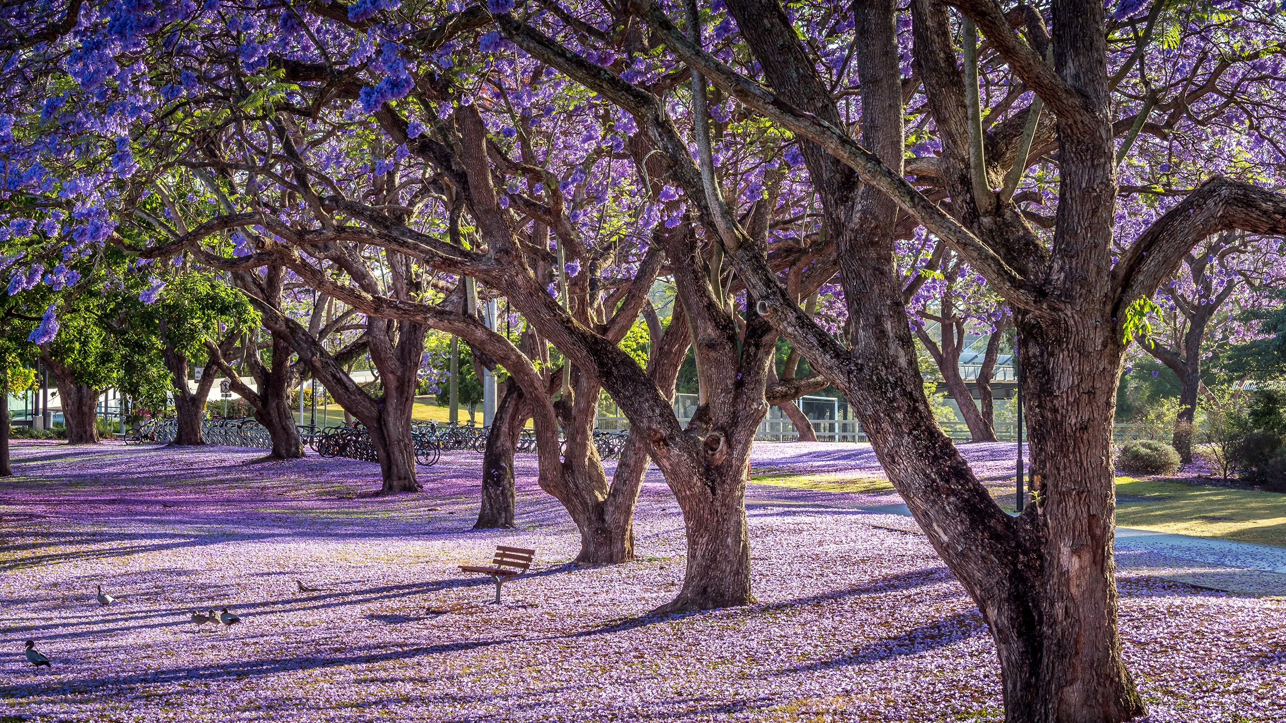 A row of flowering jacaranda trees with their leaves covering the ground below