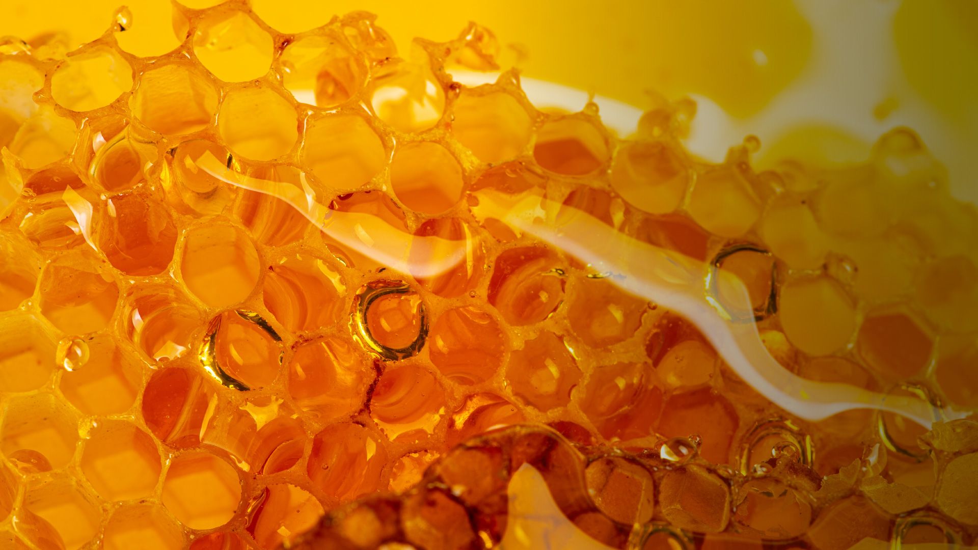 Extreme close up of honey dripping over honeycomb