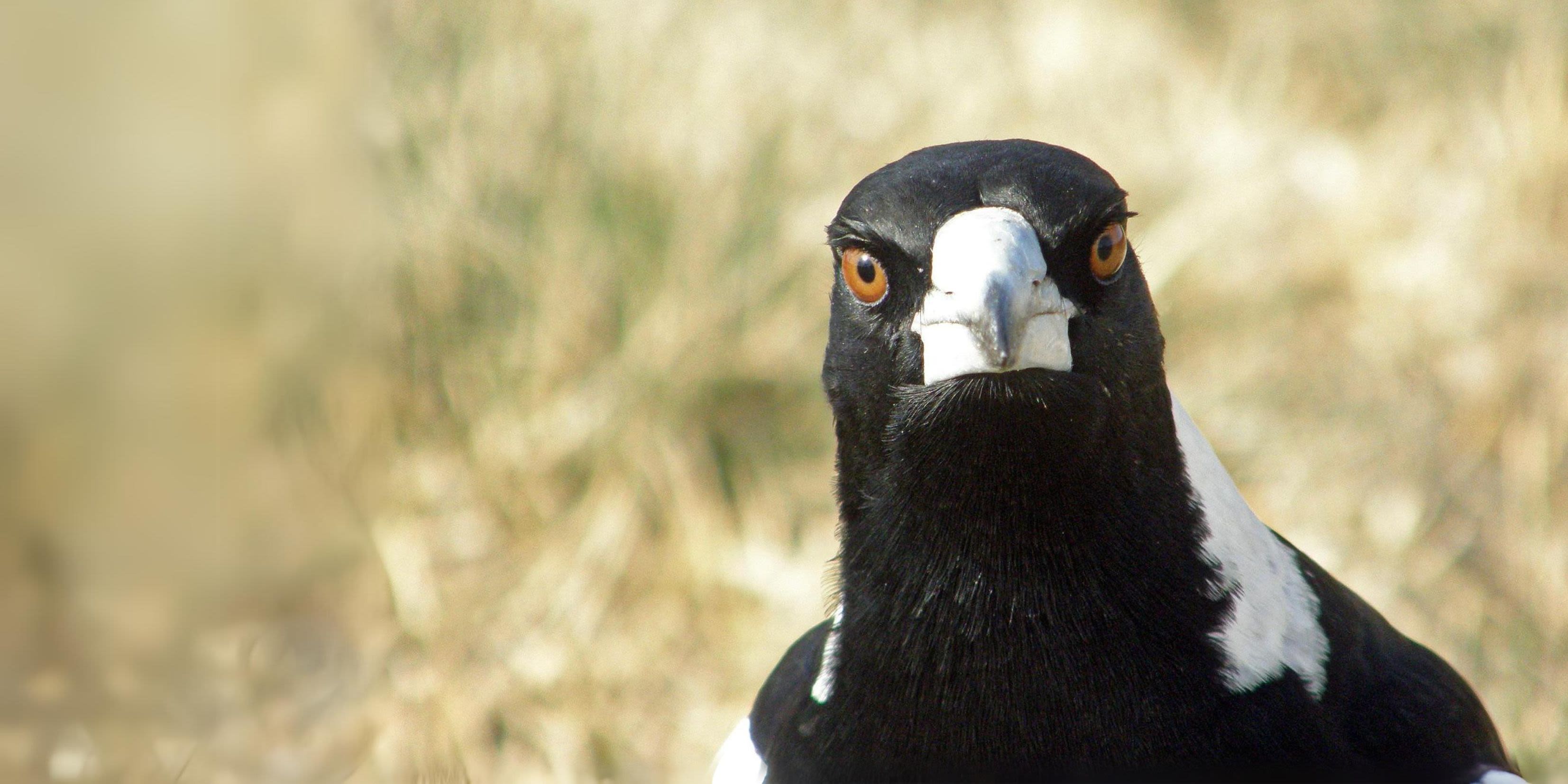 Magpie making uncomfortable eye contact.