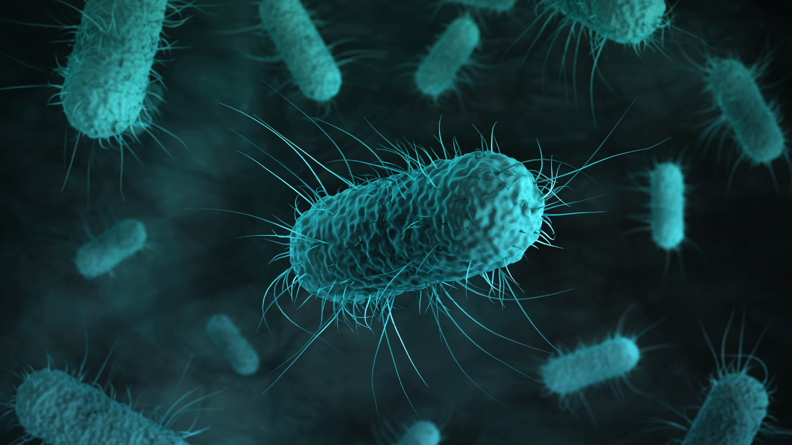A microscopic close up of bacteria