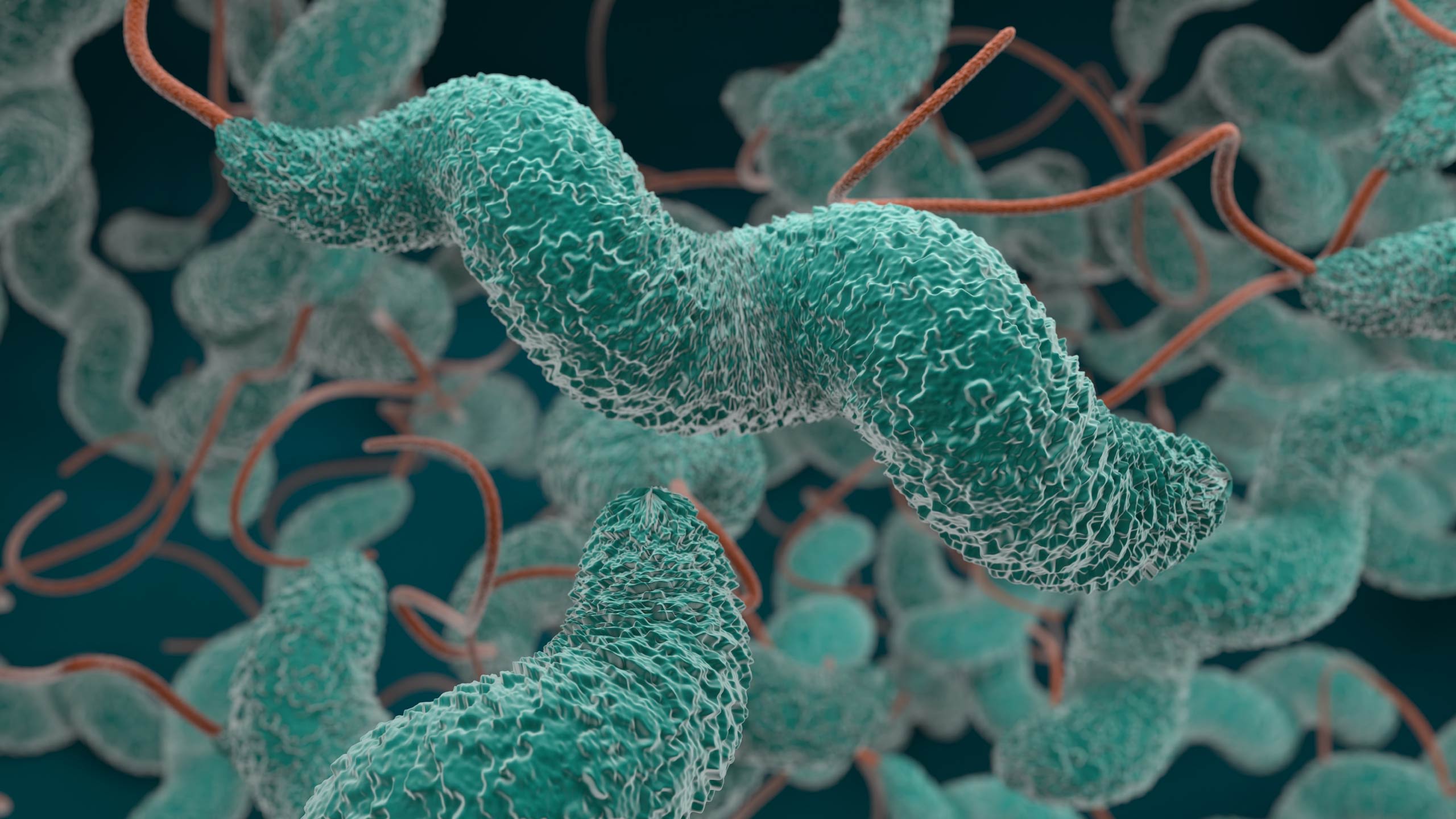 A microscopic close up of bacteria