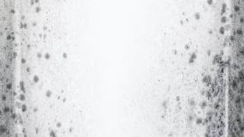 Mould on a white wall